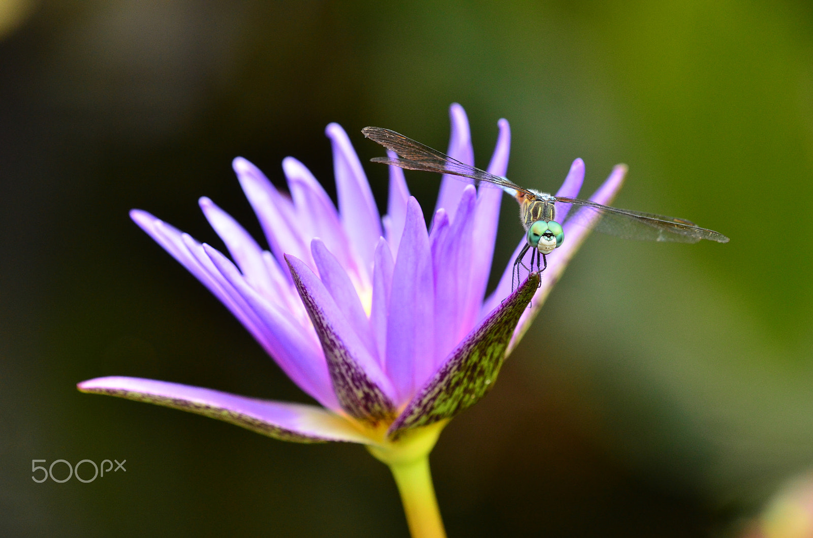 Tamron SP AF 180mm F3.5 Di LD (IF) Macro sample photo. At the pond.. photography