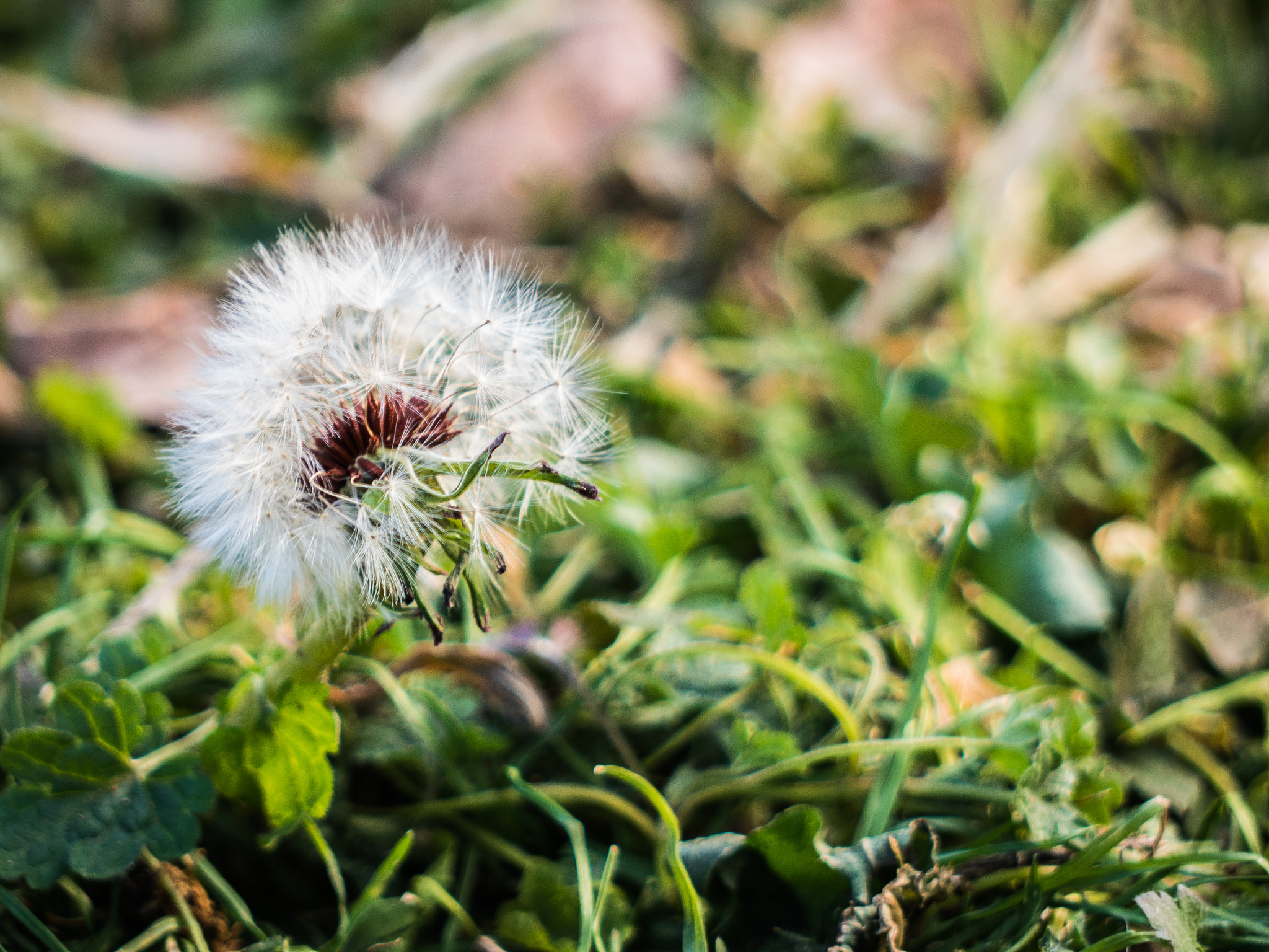 Panasonic Lumix DMC-GH4 + Panasonic Lumix G Vario 45-200mm F4-5.6 OIS sample photo. Blowing in the wind photography