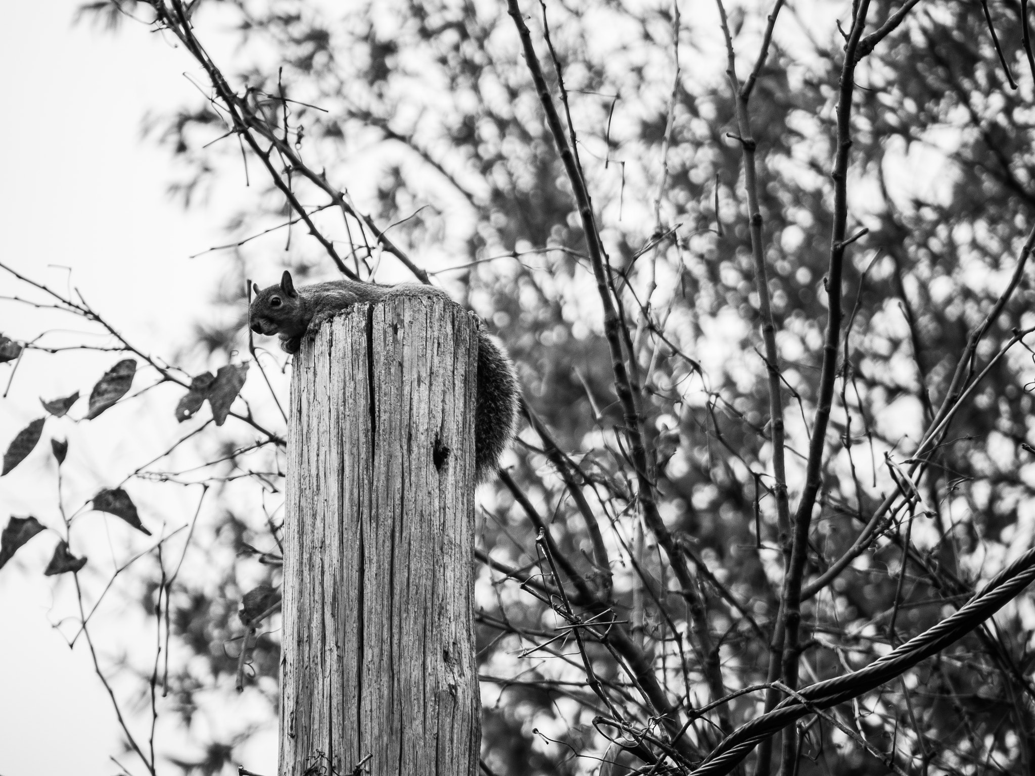 Panasonic Lumix G Vario 45-200mm F4-5.6 OIS sample photo. Chilling photography