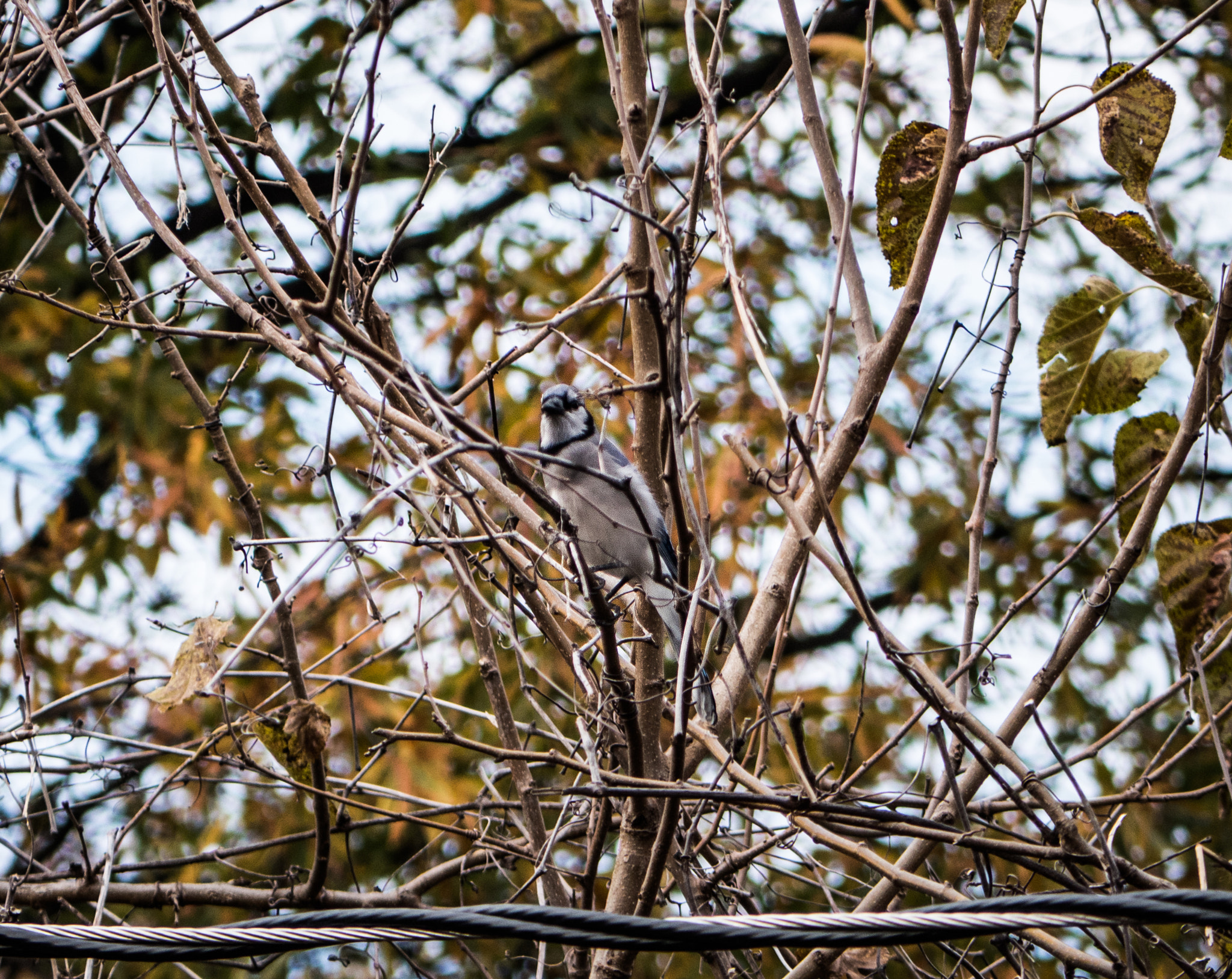 Panasonic Lumix G Vario 45-200mm F4-5.6 OIS sample photo. Blue photography