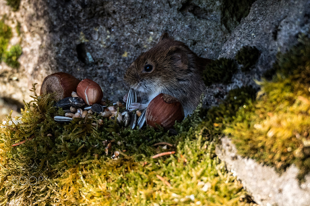 Olympus OM-D E-M5 II sample photo. Mouse's buffet photography