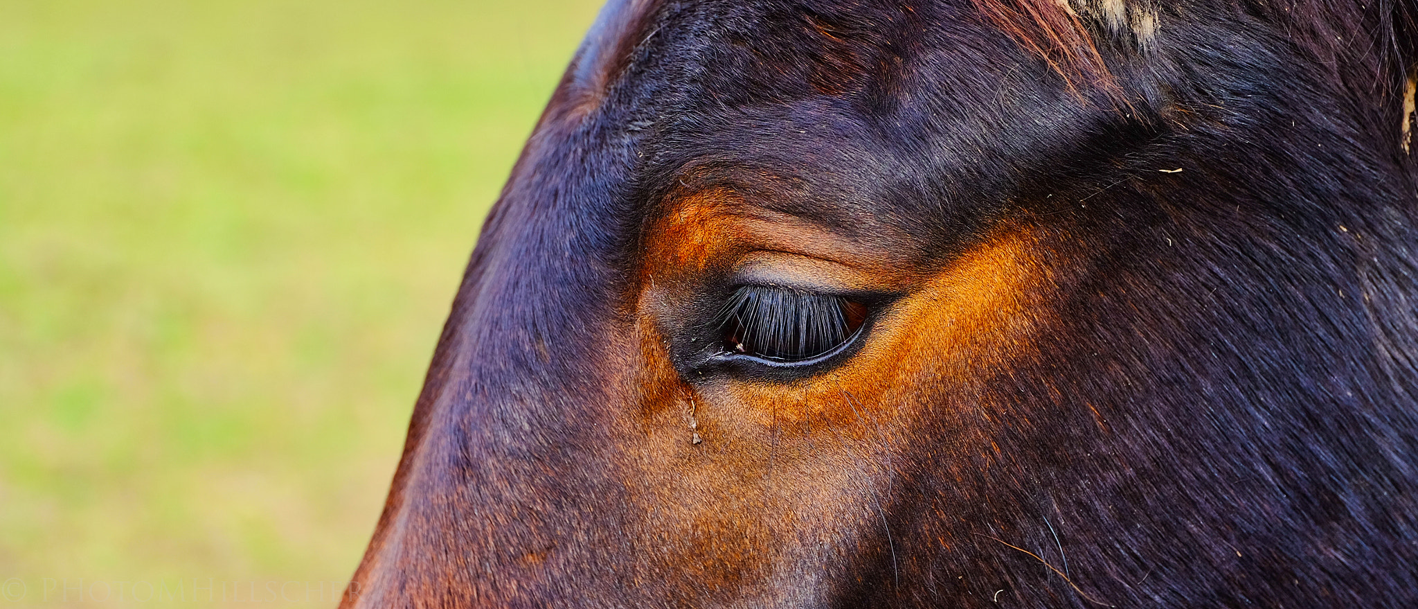 ZEISS Touit 50mm F2.8 sample photo. Eye contact photography