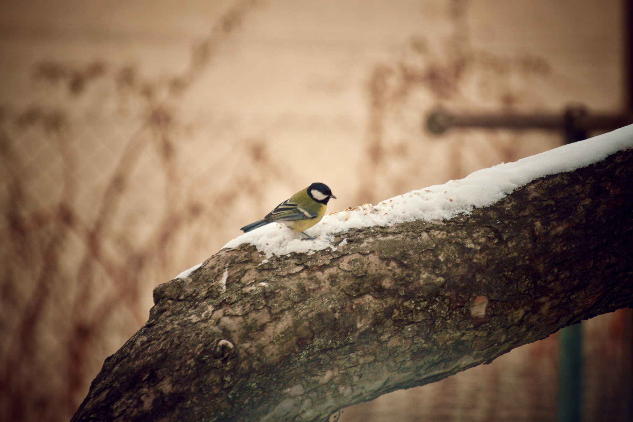 Canon EOS 500D (EOS Rebel T1i / EOS Kiss X3) sample photo. Bird photography
