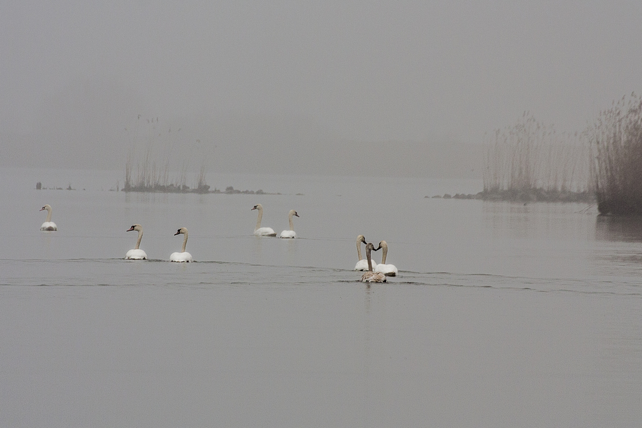 Canon EOS 450D (EOS Rebel XSi / EOS Kiss X2) sample photo. Swans photography
