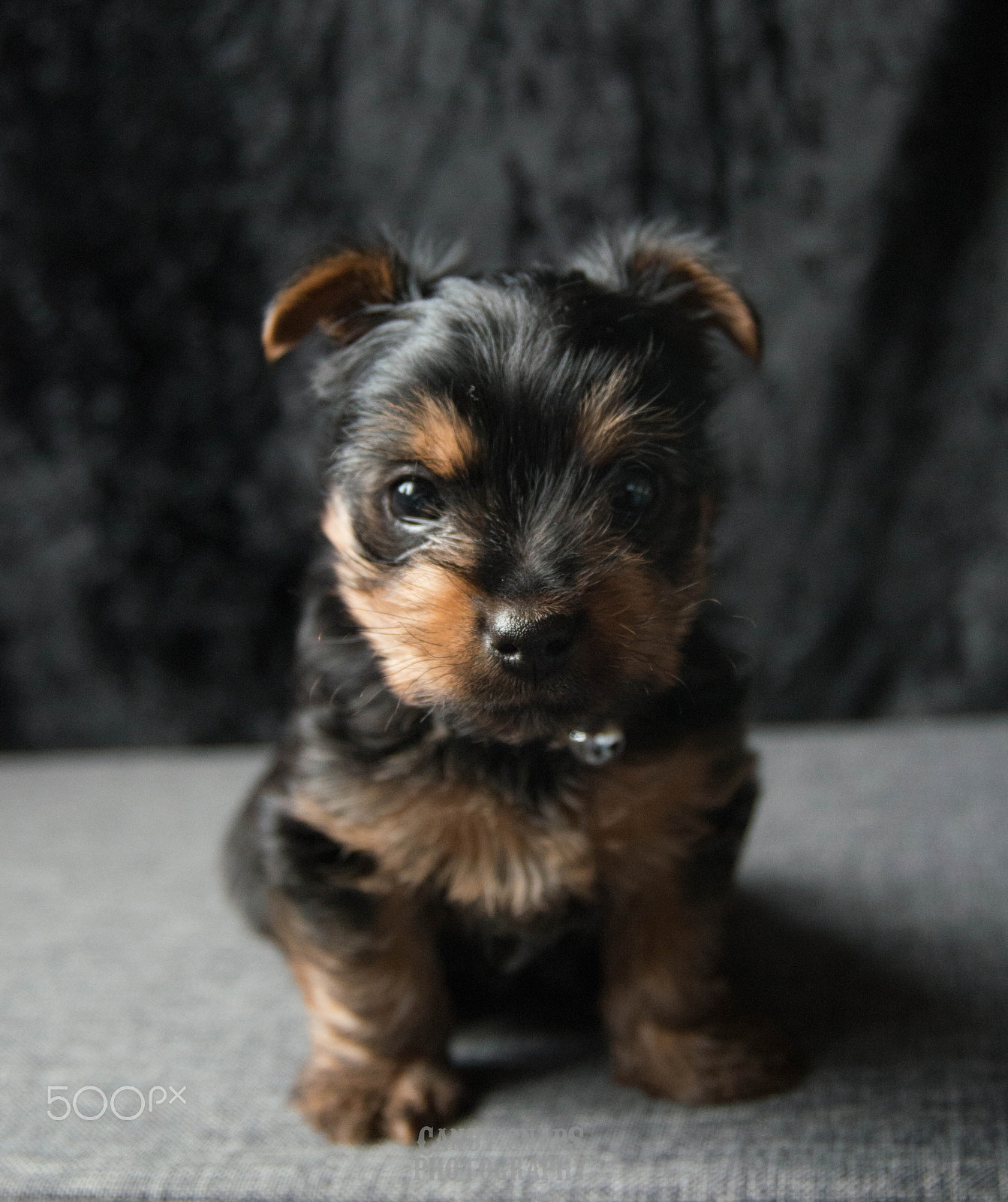 Nikon D800 sample photo. Obi the yorkie photography