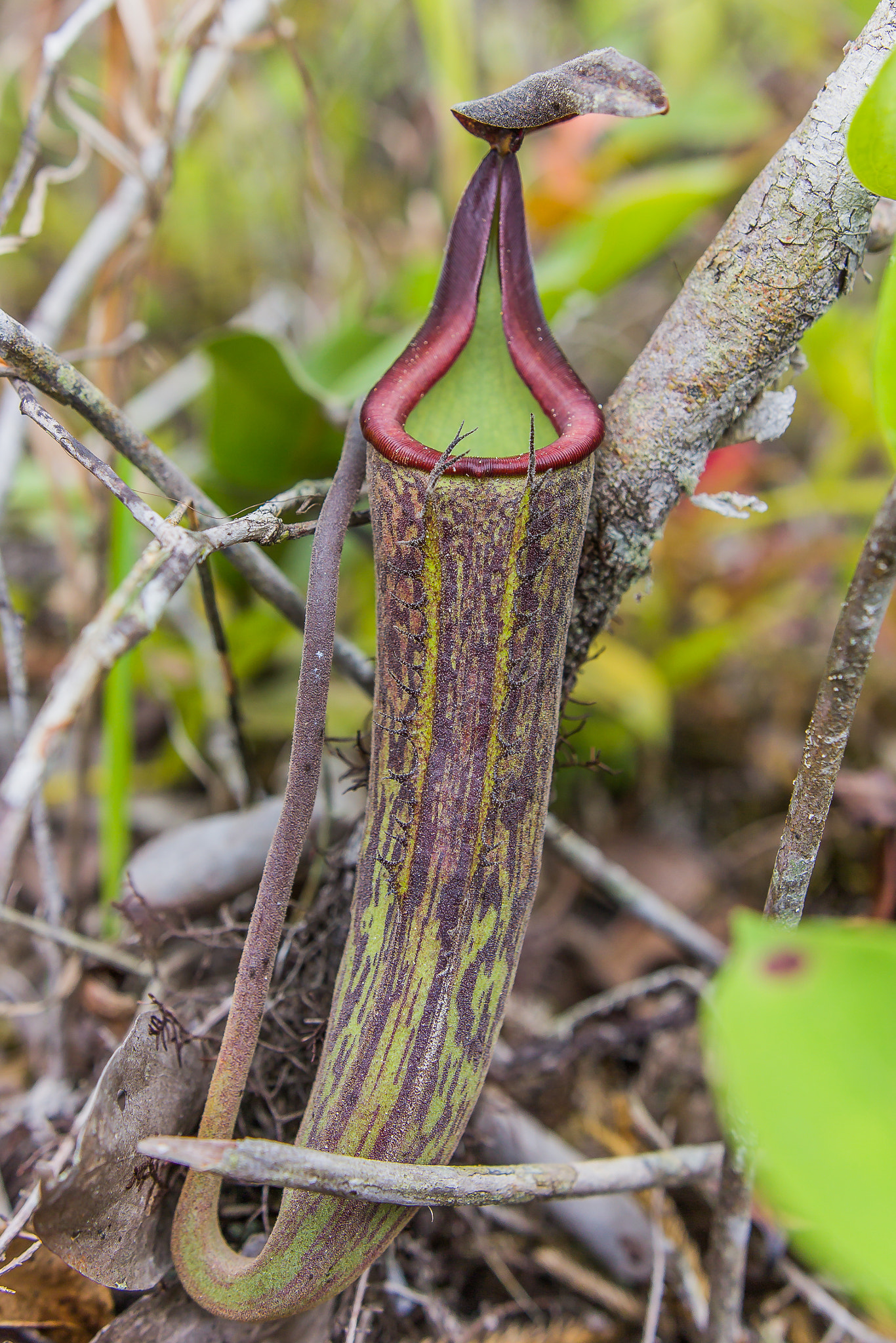 Canon EOS 60D + Sigma 18-35mm f/1.8 DC HSM sample photo. "dusky pitcher-plant v" photography