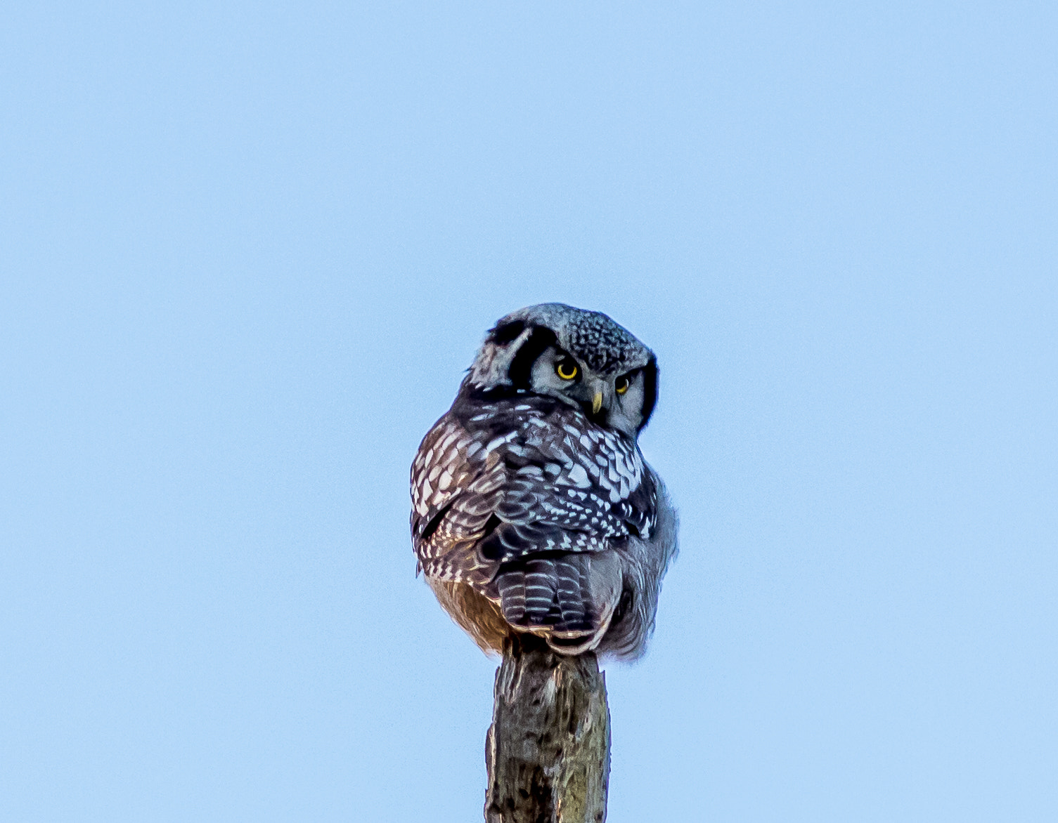Canon EOS 700D (EOS Rebel T5i / EOS Kiss X7i) + Canon EF 300mm F4L IS USM sample photo. Northern hawk- owl photography