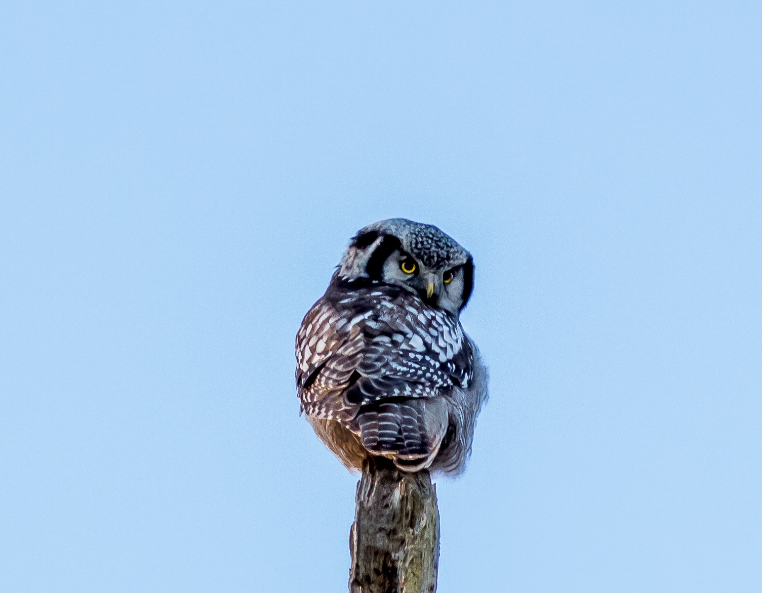 Canon EF 300mm F4L IS USM sample photo. Northern hawk- owl photography