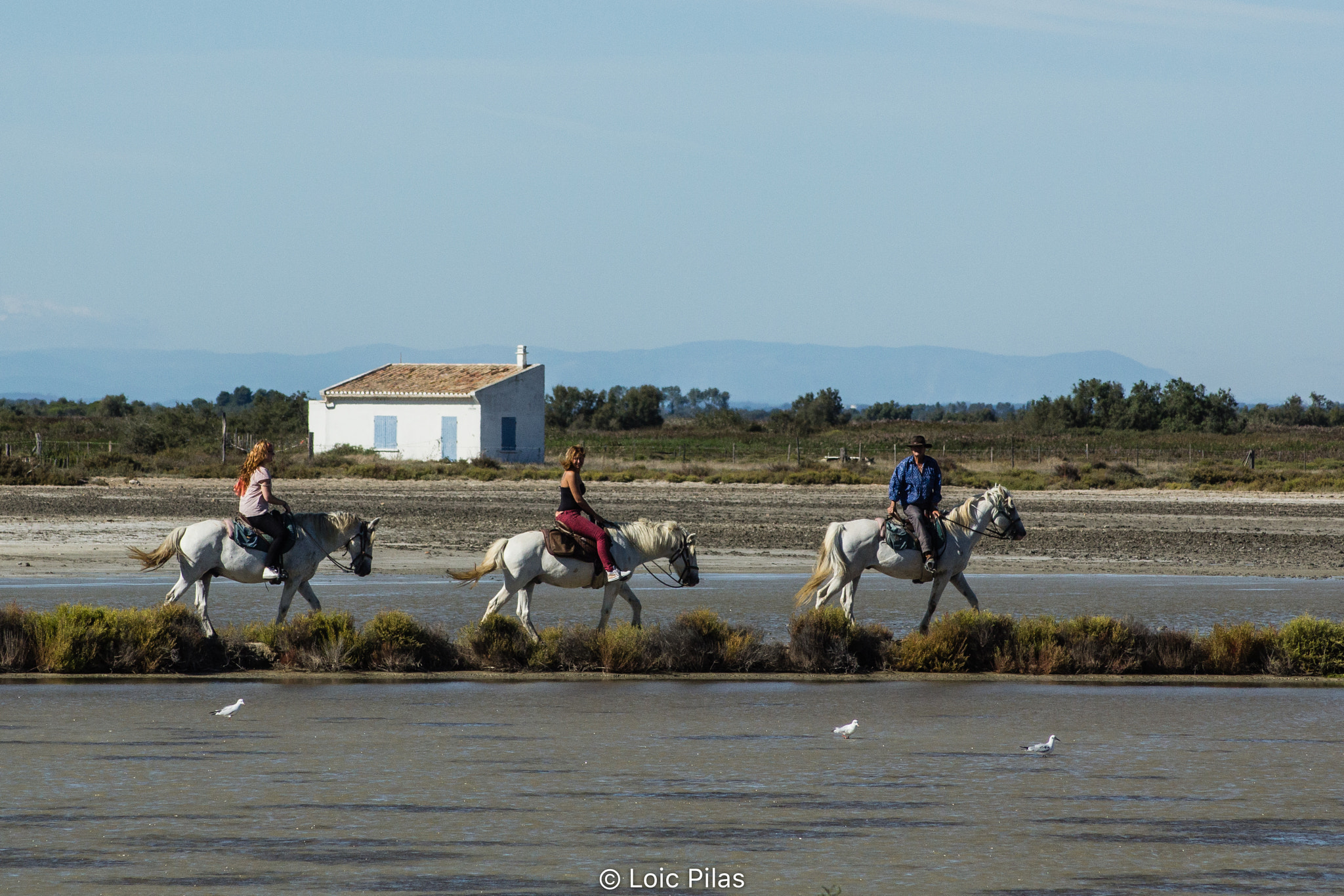 Canon EOS 60D sample photo. Cavalier de carmargue photography