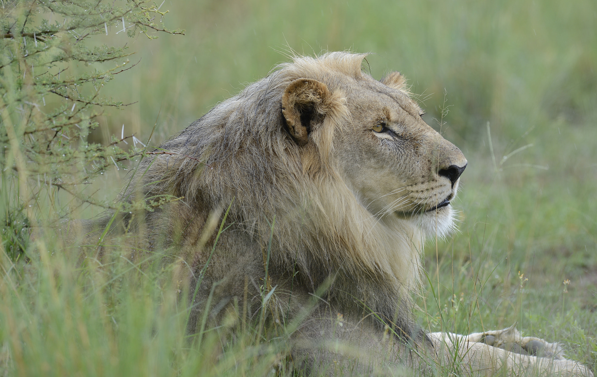 Nikon AF-S Nikkor 400mm F2.8G ED VR II sample photo. The killer look photography