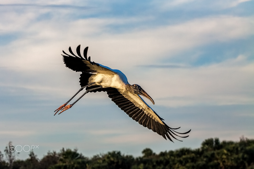150-600mm F5-6.3 DG OS HSM | Contemporary 015 sample photo. Runway green cay one photography