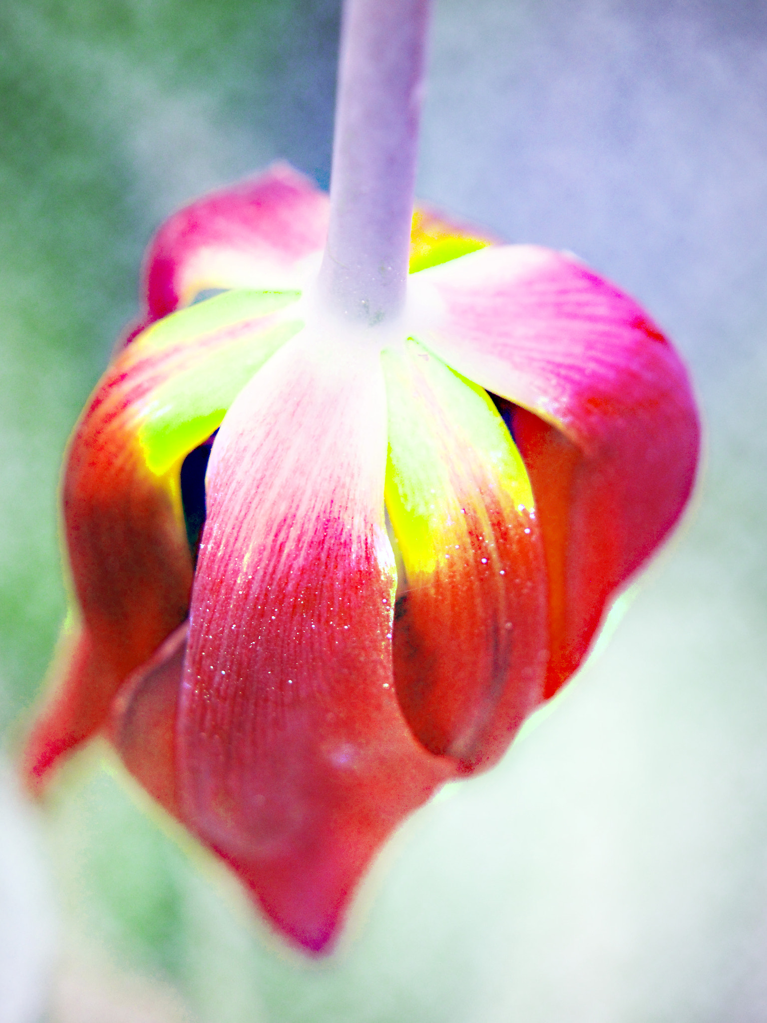 Olympus PEN E-PL5 sample photo. Tulip upside down photography