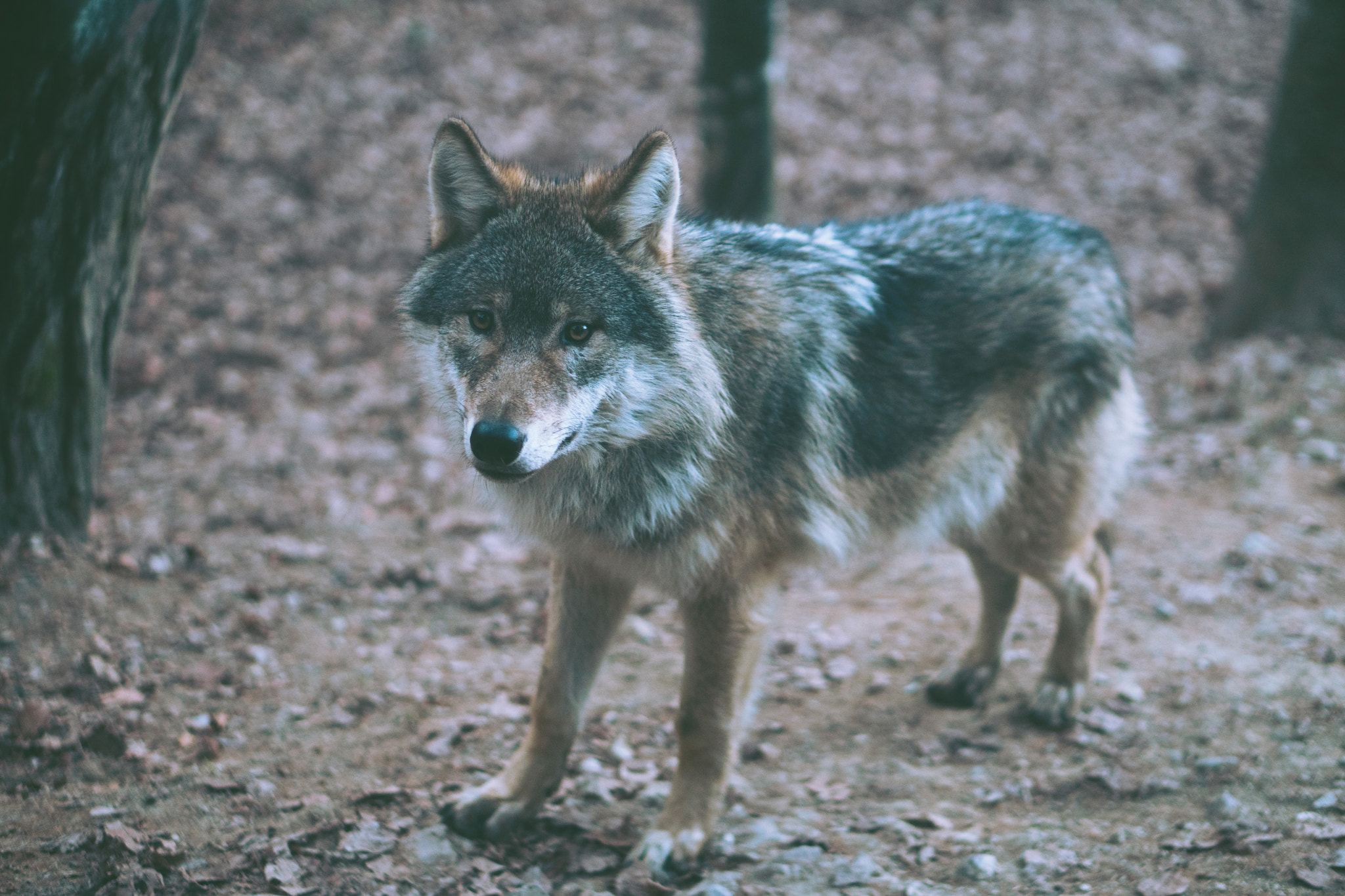 Sony a6300 + E 50mm F1.8 OSS sample photo. Little wolf photography