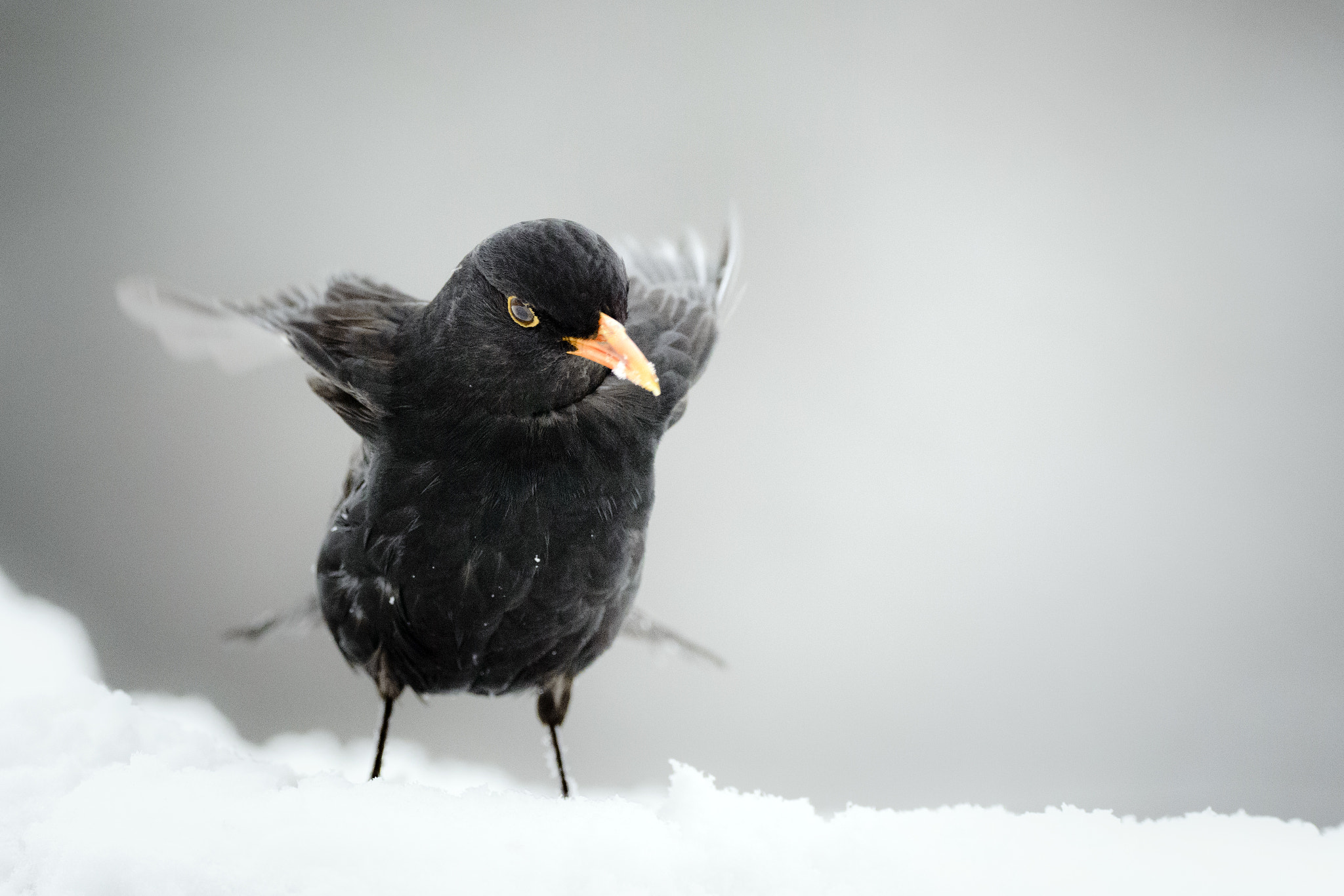 Sigma 150-600mm F5-6.3 DG OS HSM | C sample photo. Merle dans la neige photography