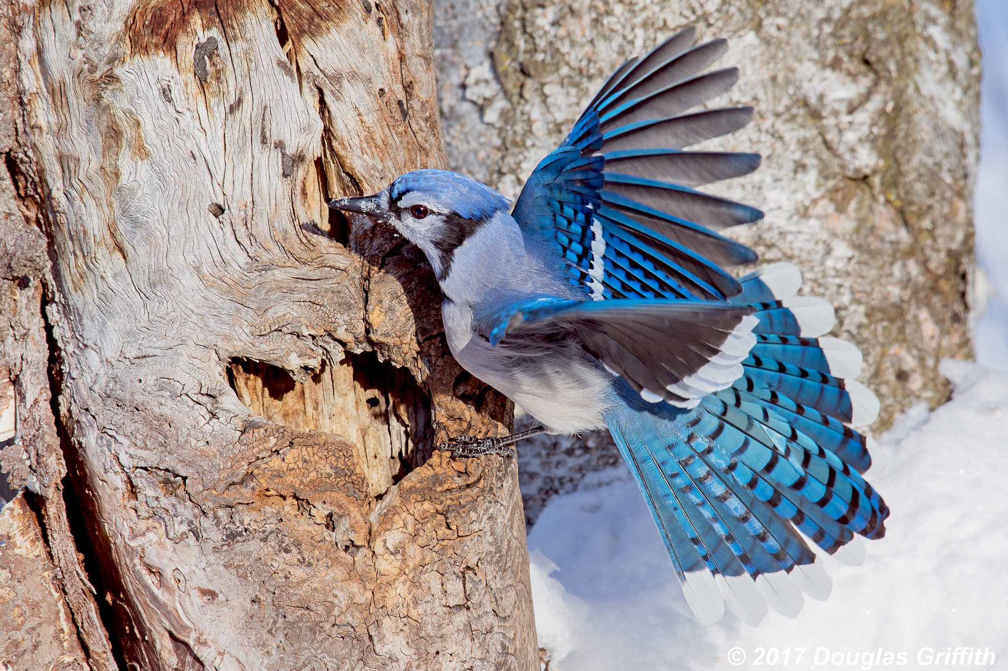 Nikon Nikkor AF-S 300mm F4E PF ED VR sample photo. Hang in there, baby: blue jay (cyanocitta cristata) photography