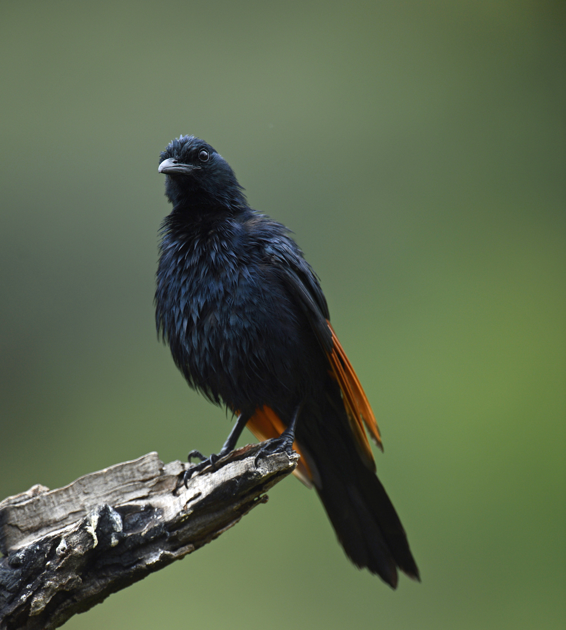 Nikon D4 sample photo. Bird in the rain photography