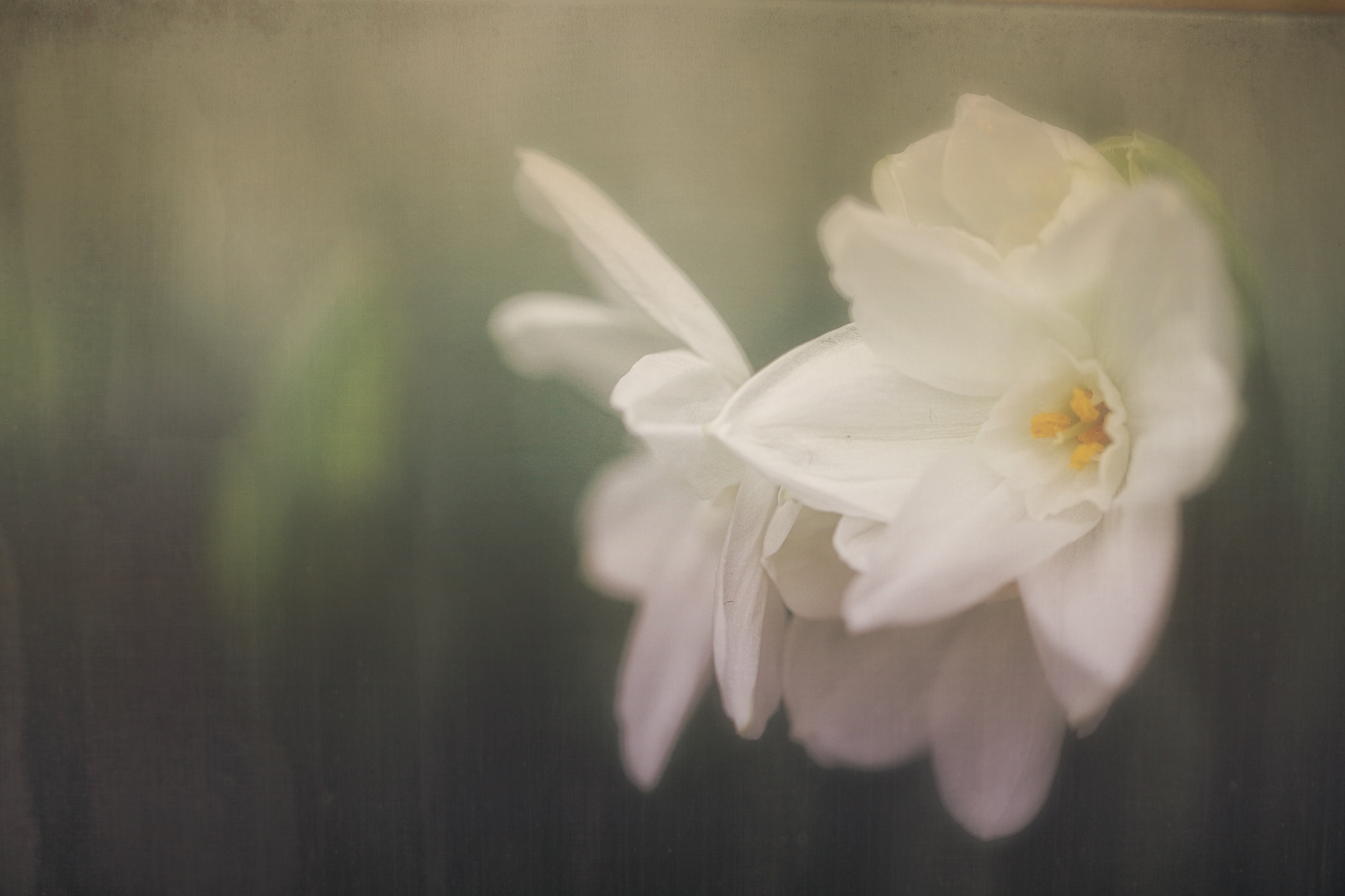 Canon EOS 760D (EOS Rebel T6s / EOS 8000D) sample photo. Paperwhites photography