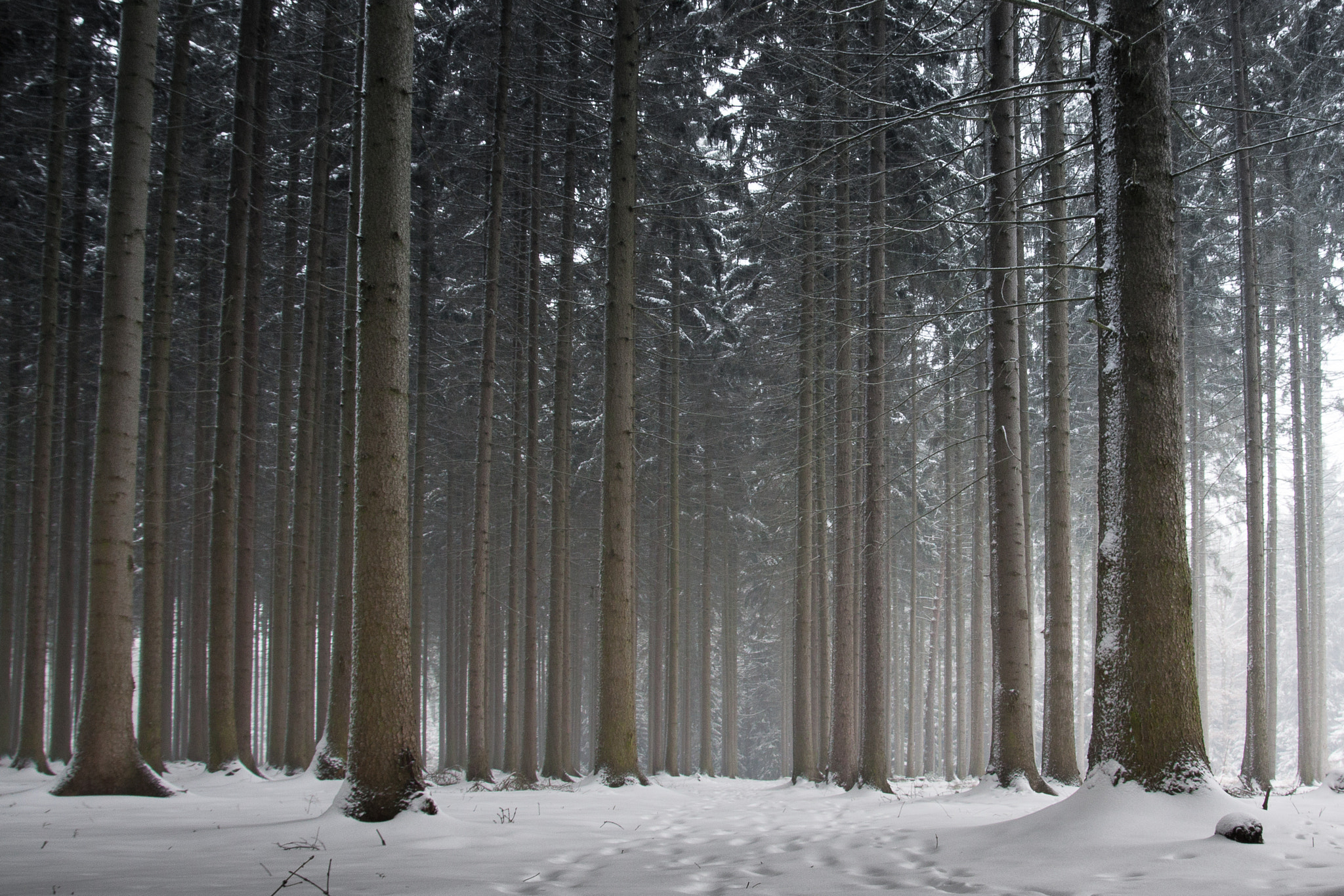 Canon EOS 50D sample photo. Fairytale trail photography