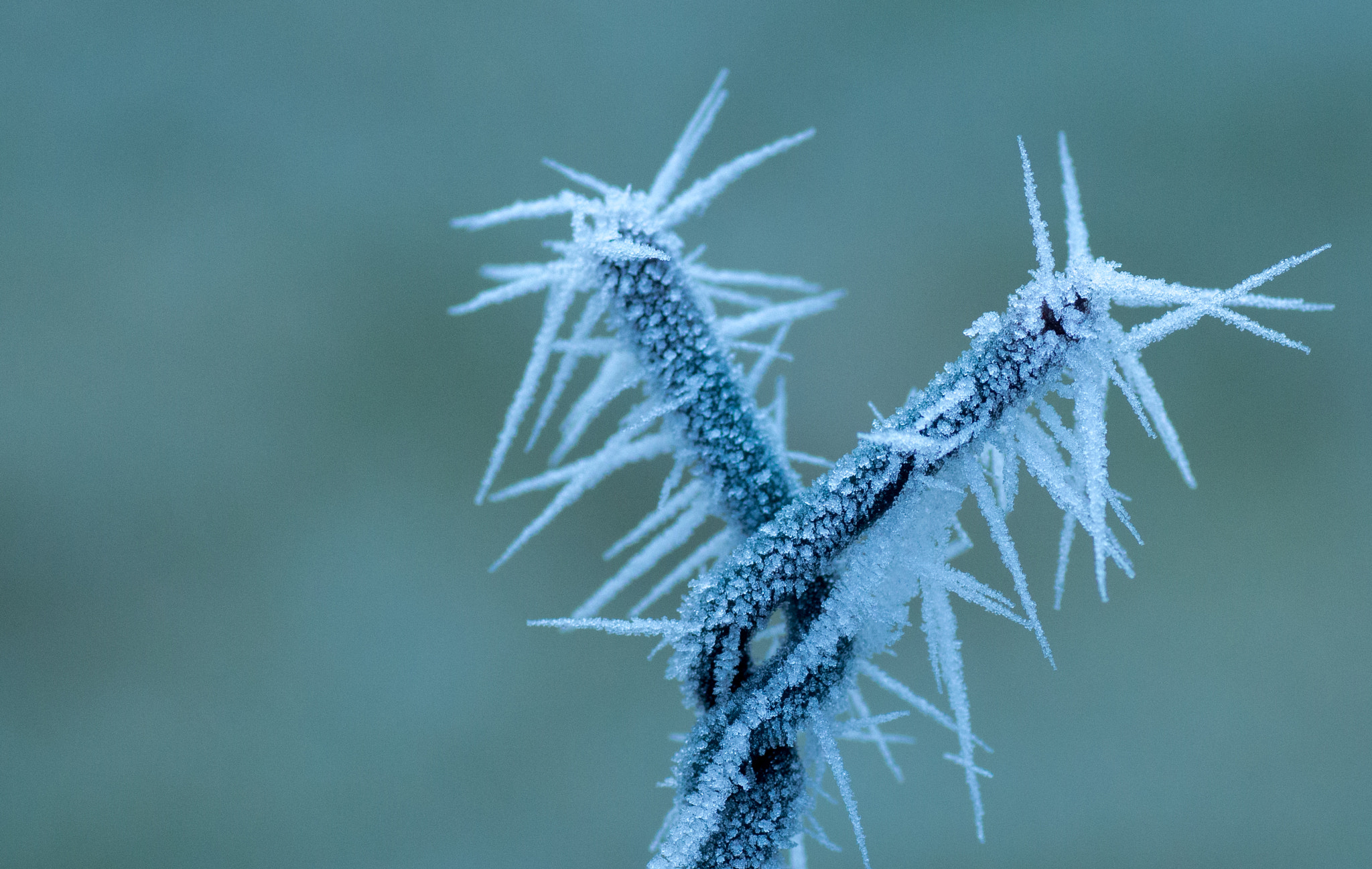 Canon EOS 700D (EOS Rebel T5i / EOS Kiss X7i) + Tamron SP AF 90mm F2.8 Di Macro sample photo. Glace photography