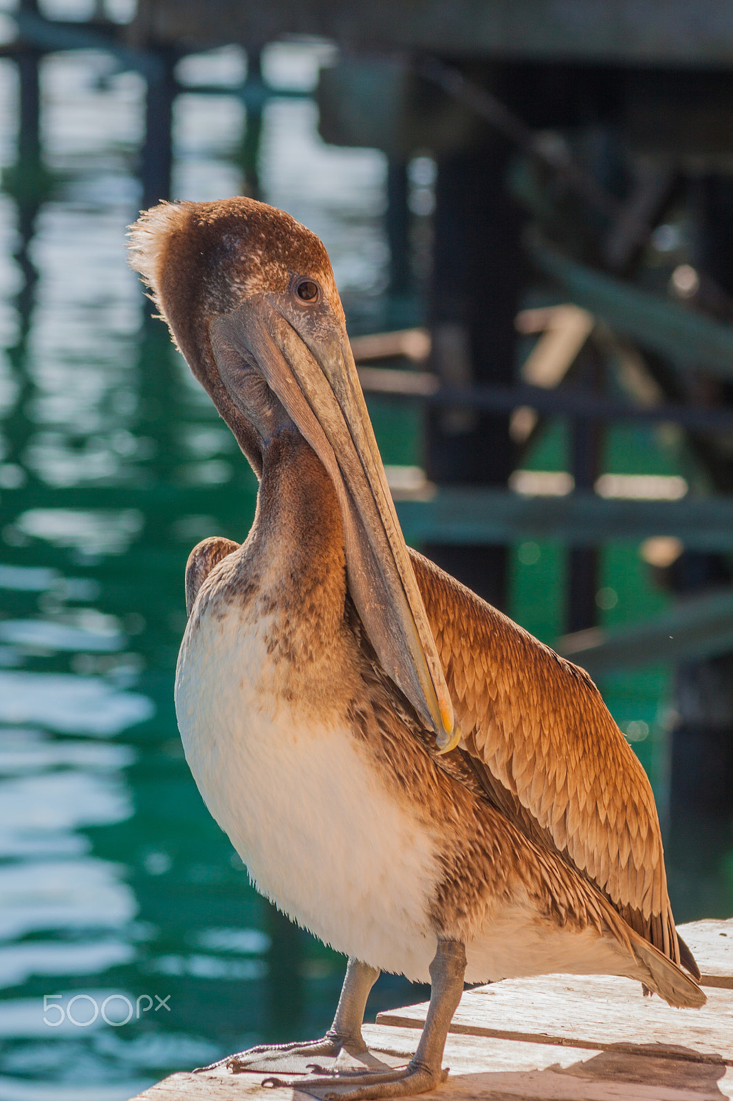 Canon EOS 50D + Canon EF 75-300mm F4.0-5.6 IS USM sample photo. Brown pelican photography