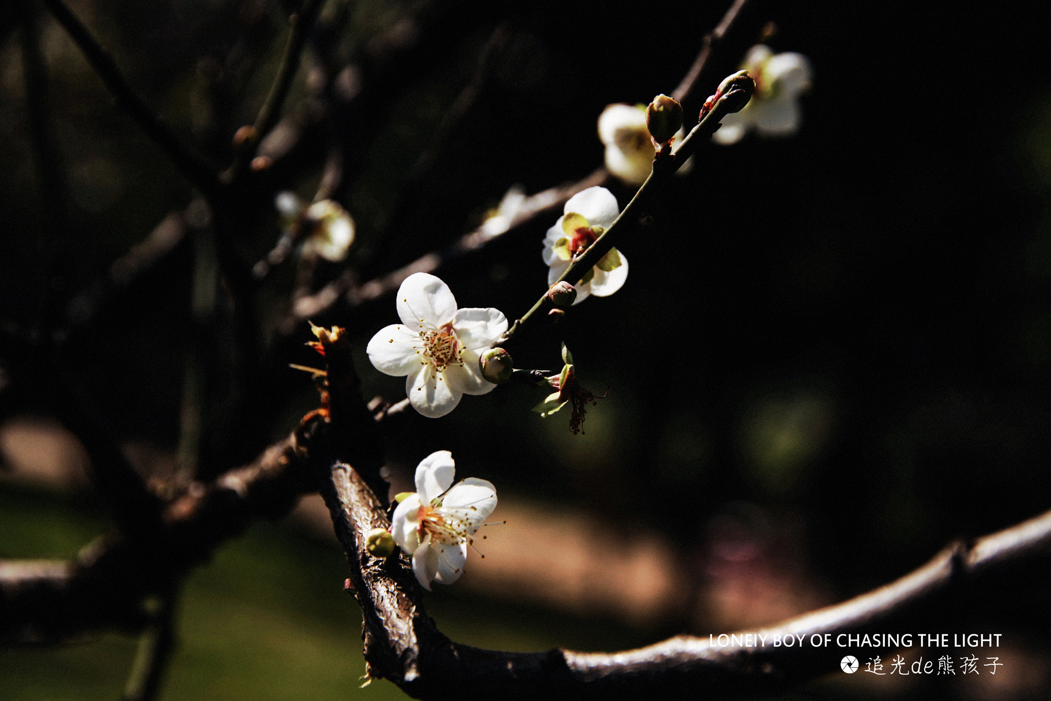 Canon EOS 50D + Canon EF-S 15-85mm F3.5-5.6 IS USM sample photo. Plum charm photography
