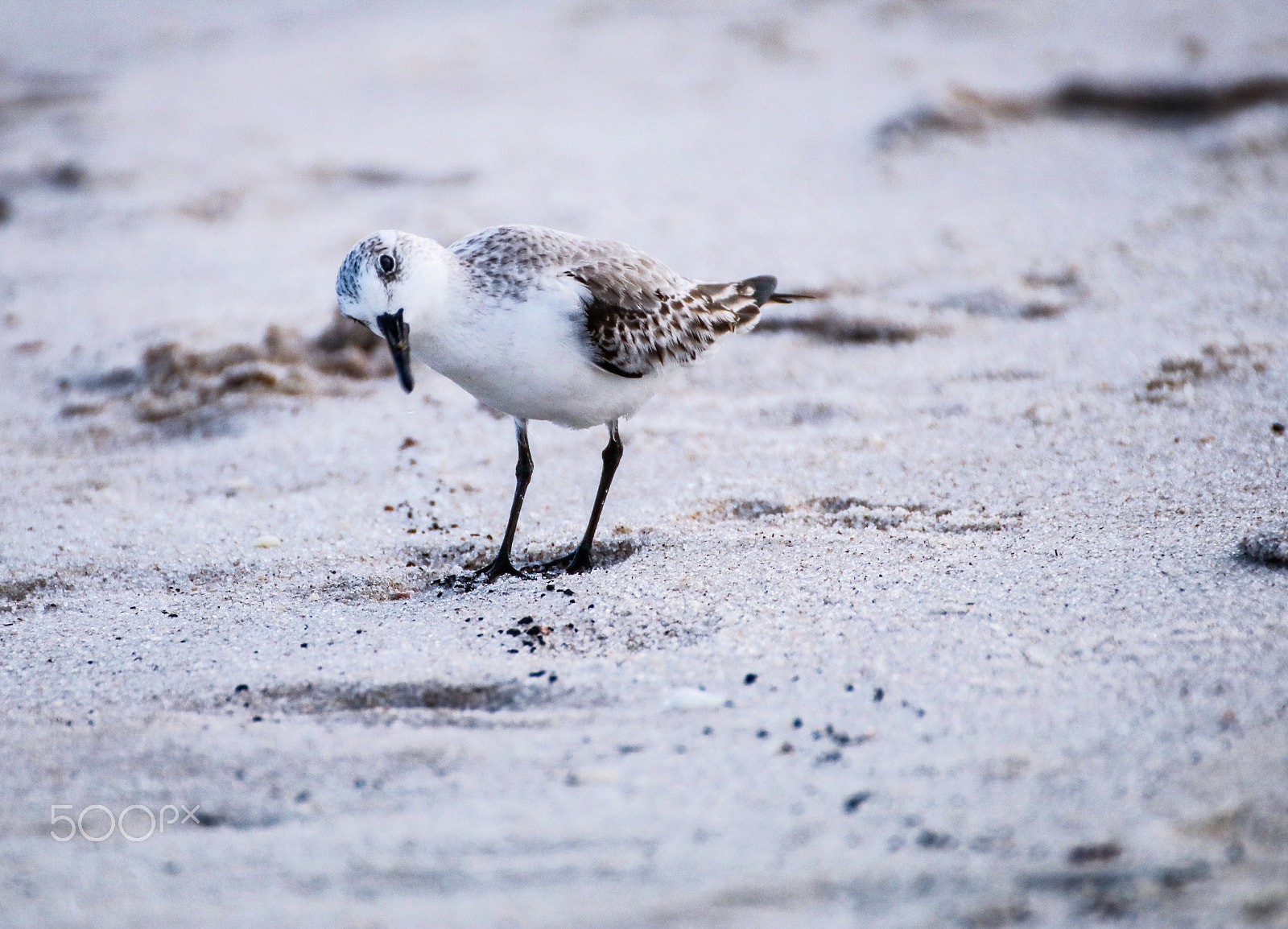Canon EOS 80D + Canon 70-300mm sample photo. Funny sandpiper photography