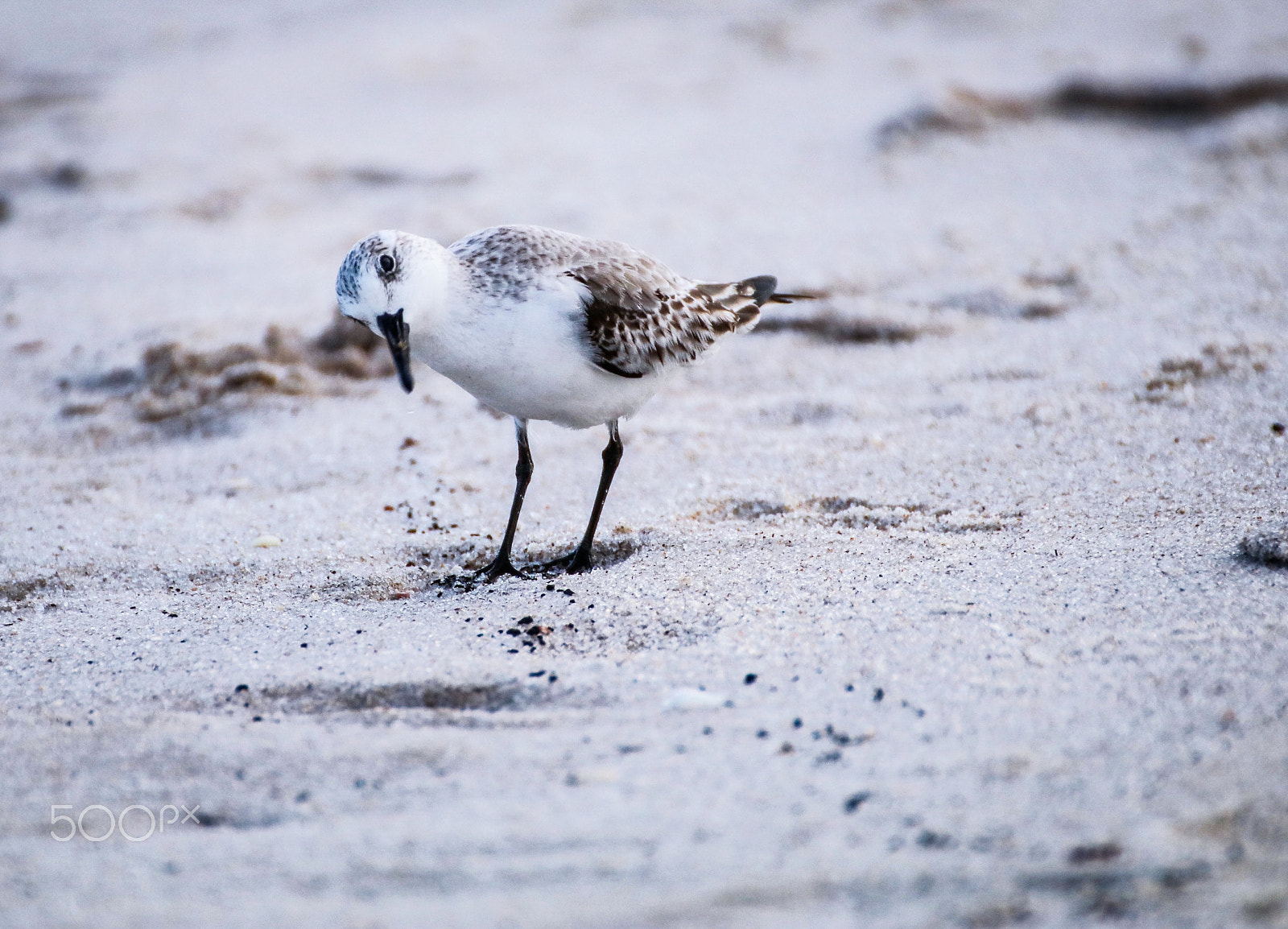 Canon EOS 80D sample photo. Funny sandpiper photography