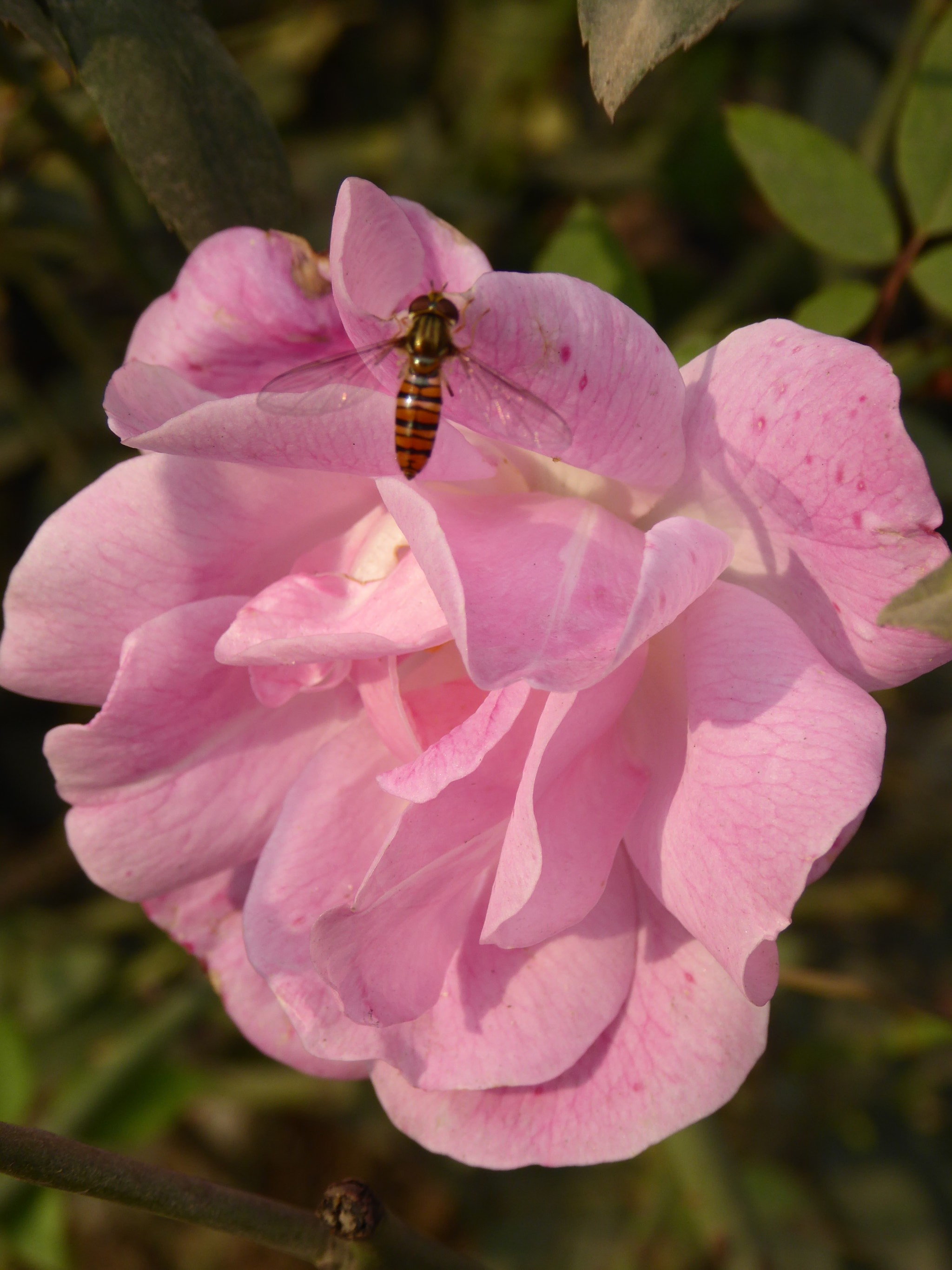 Panasonic Lumix DMC-ZS40 (Lumix DMC-TZ60) sample photo. Honeybee on flower photography