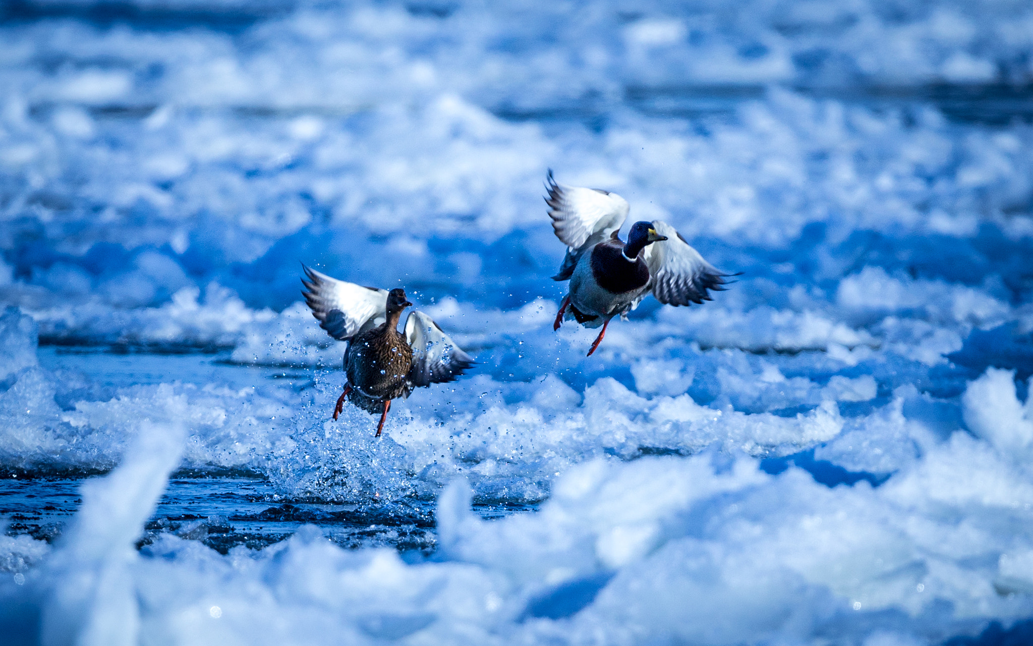 150-600mm F5-6.3 DG OS HSM | Sports 014 sample photo. Ice ducks photography
