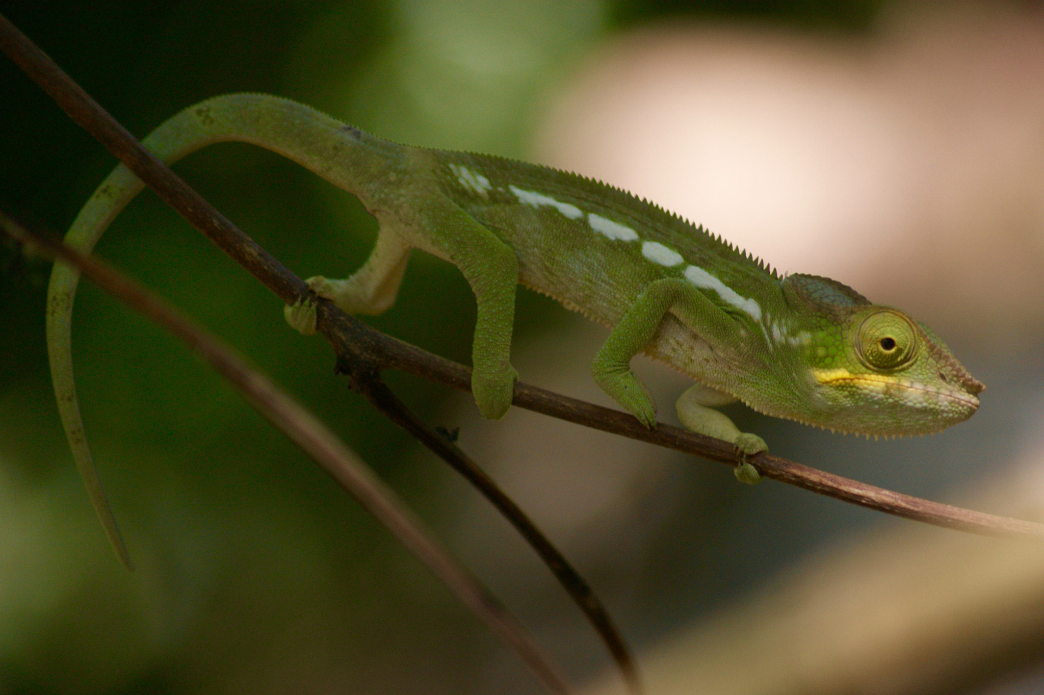 Sony Alpha DSLR-A350 + Sigma 70-300mm F4-5.6 DL Macro sample photo. Chameleon photography