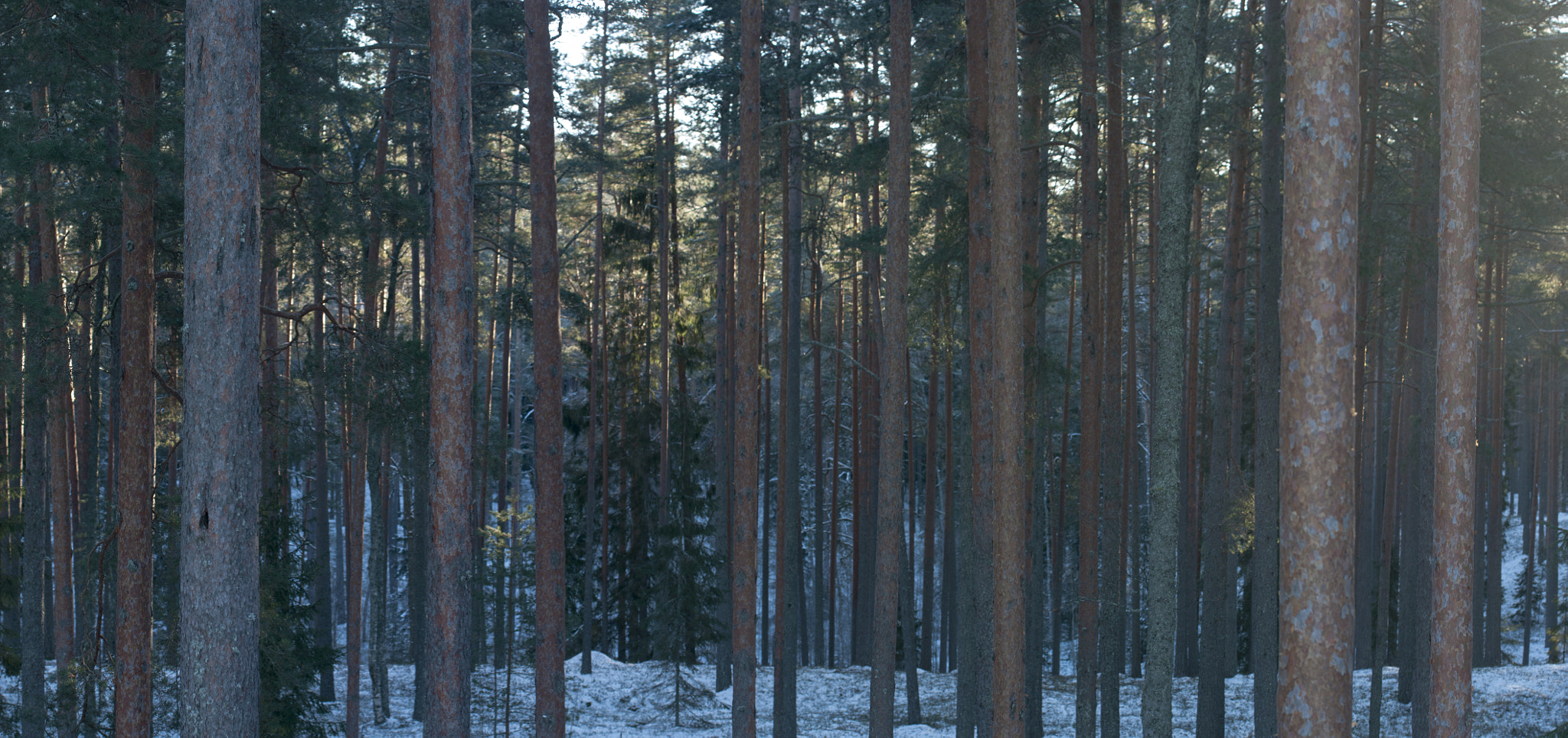 Pentax K20D sample photo. Forrest photography