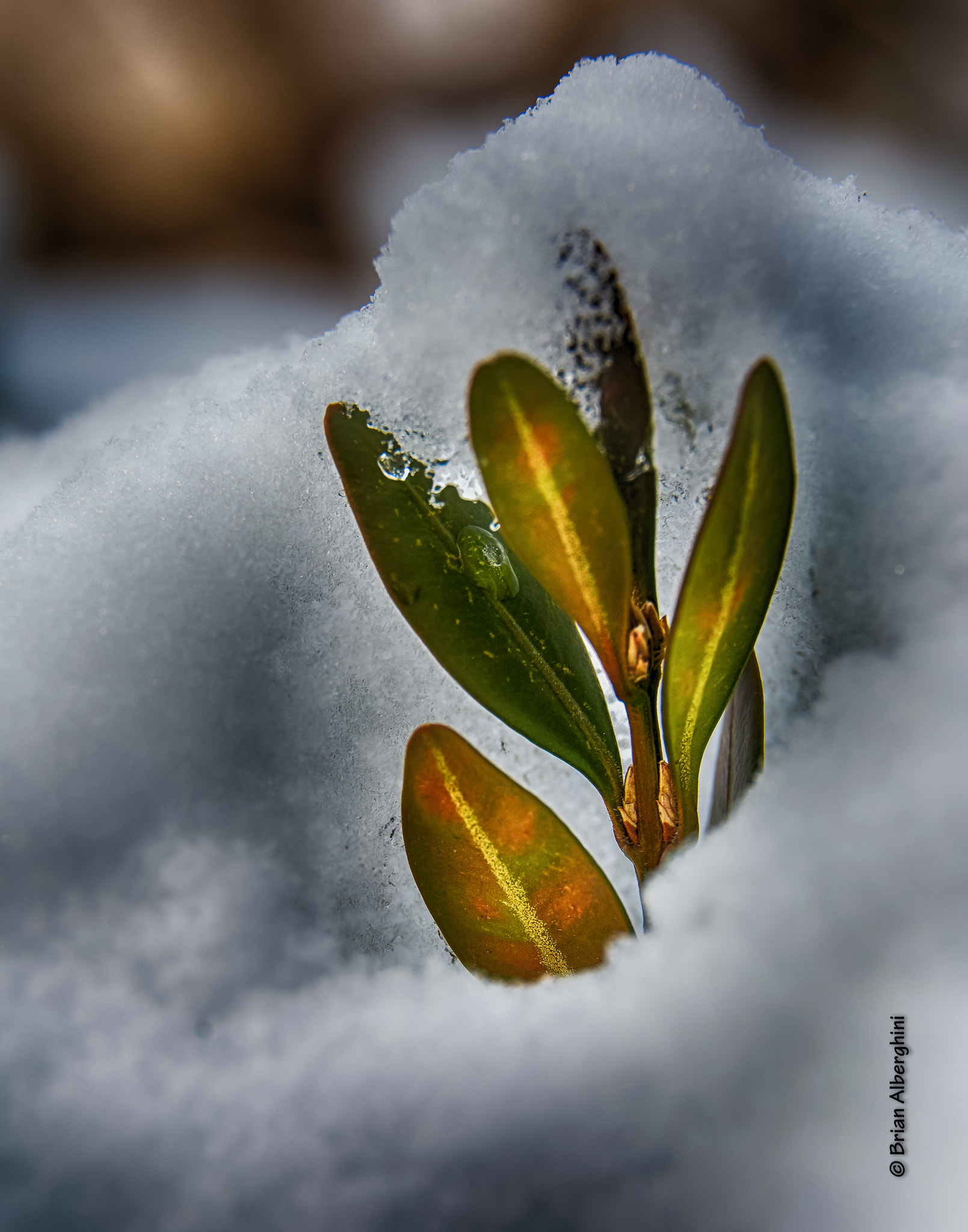 Nikon D7100 sample photo. Winter boxwood photography