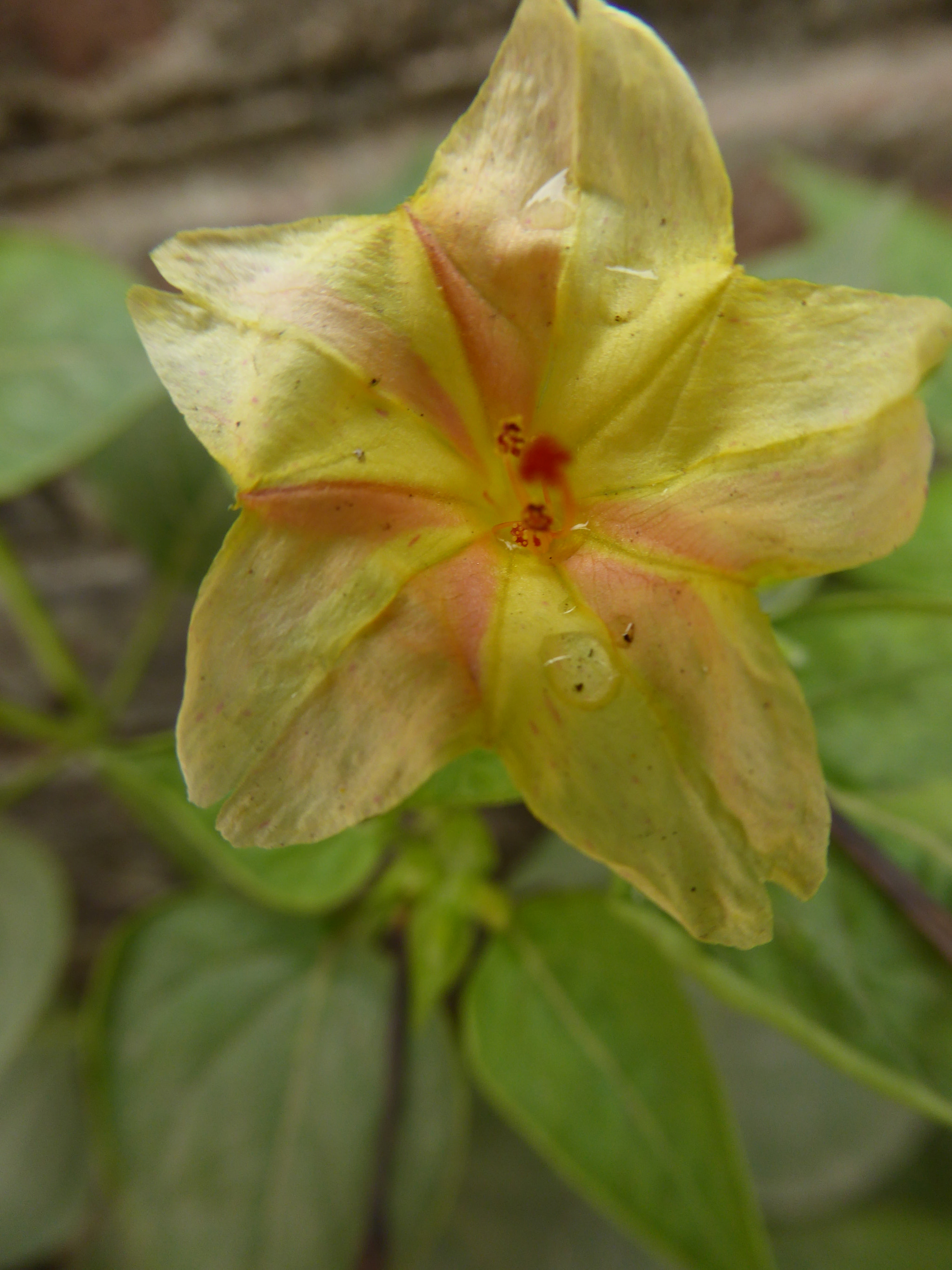 Panasonic Lumix DMC-ZS40 (Lumix DMC-TZ60) sample photo. Flowers photography