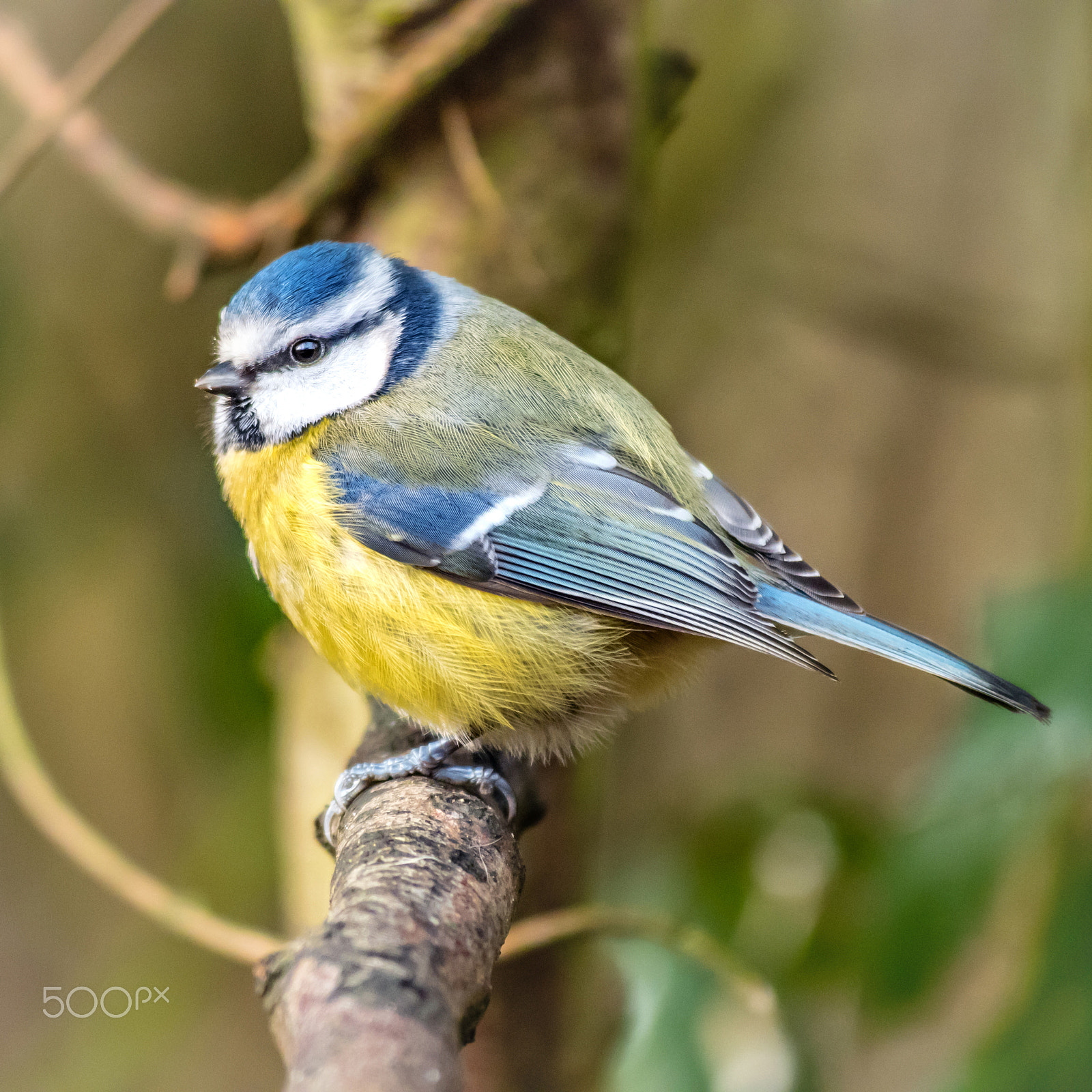 Olympus OM-D E-M5 II sample photo. Blue tit photography