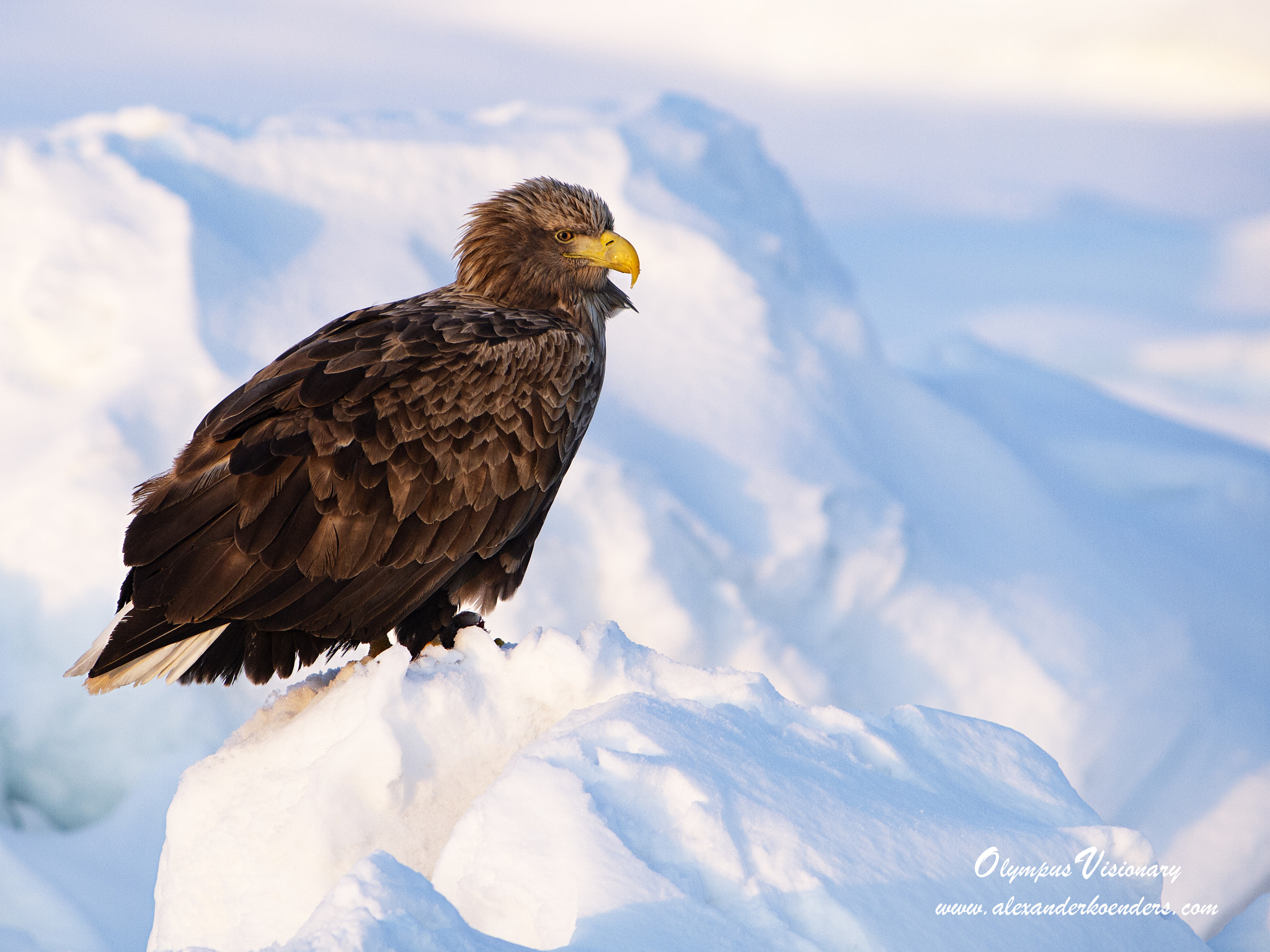 Olympus E-5 + OLYMPUS 300mm Lens sample photo. Eagle on ice photography