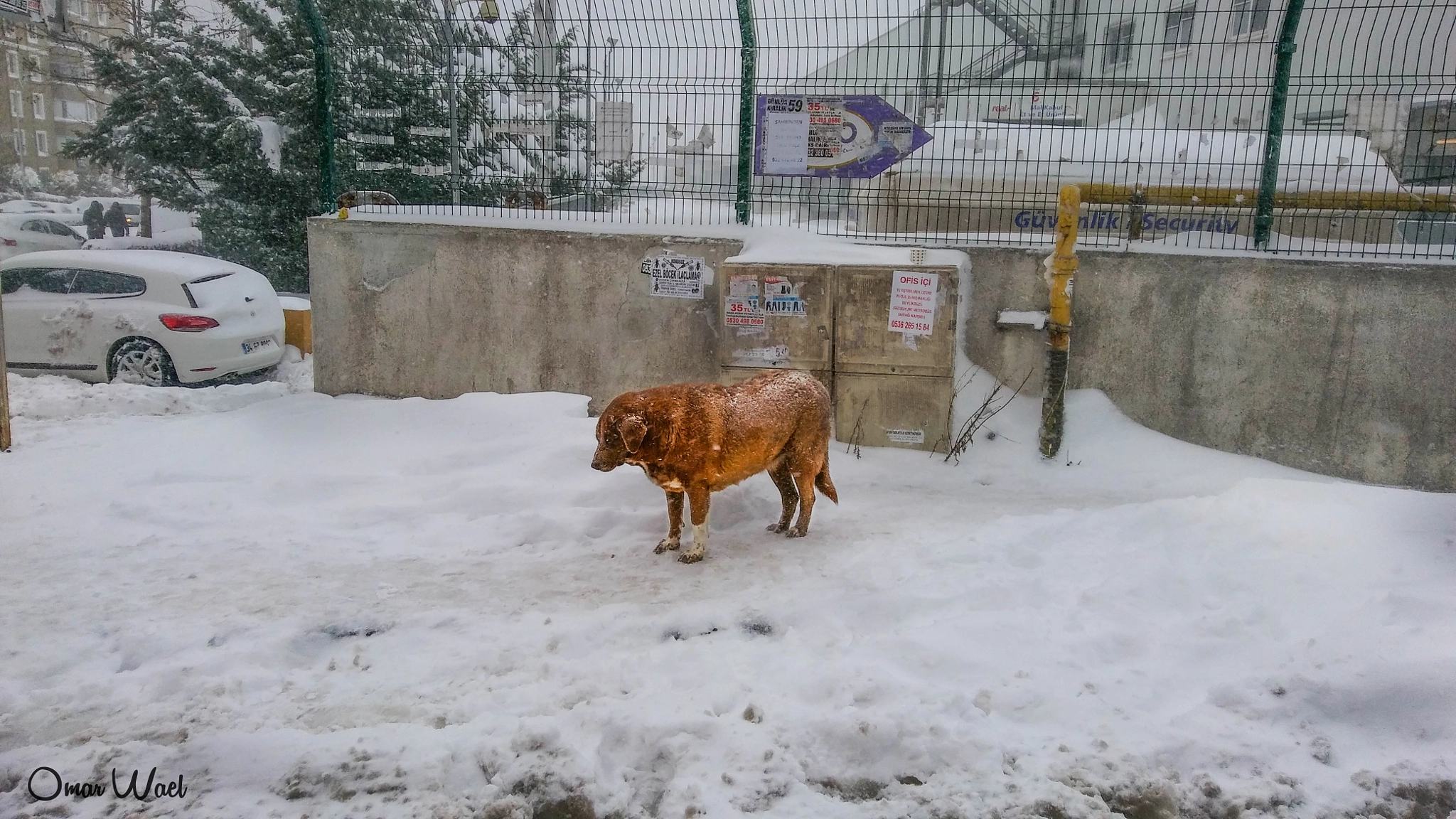 LG K520 sample photo. A sad dog in the snow (colored version) photography