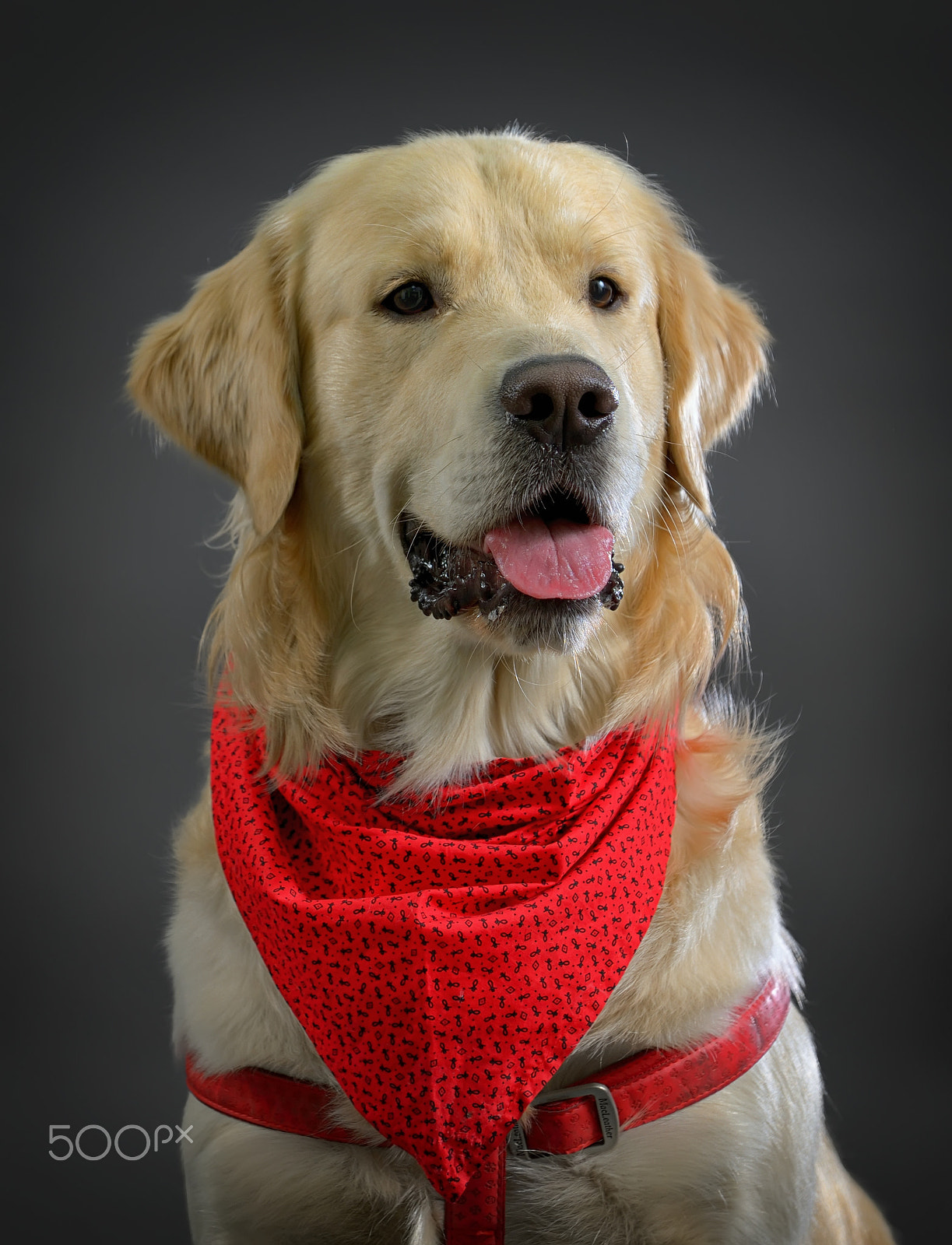 Nikon D610 sample photo. Golden retriever dog photography