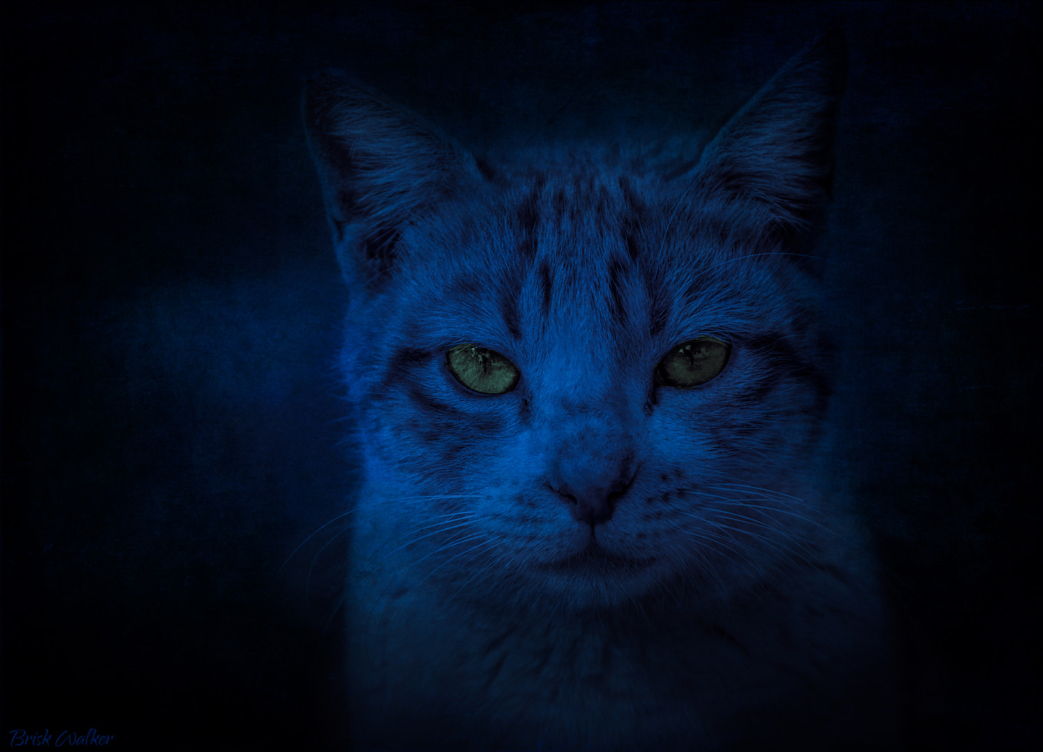 Nikon D600 sample photo. Midnight blues ! photography