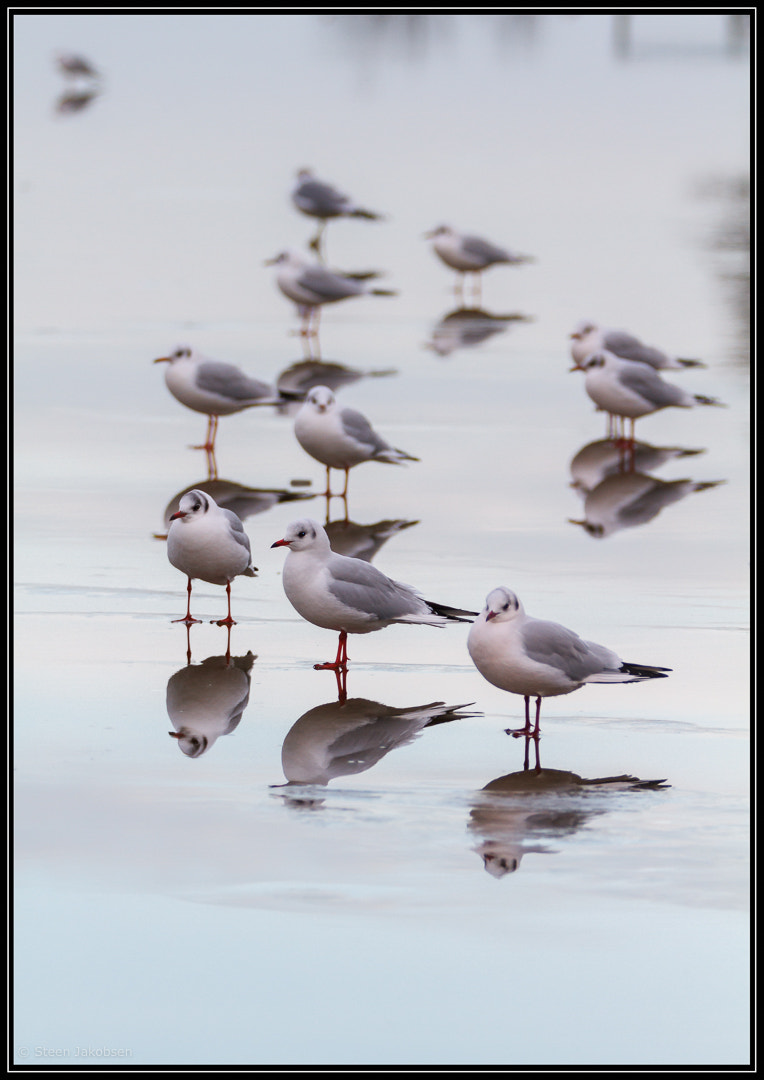Canon EF 70-200mm F2.8L IS II USM sample photo. Seagull photography