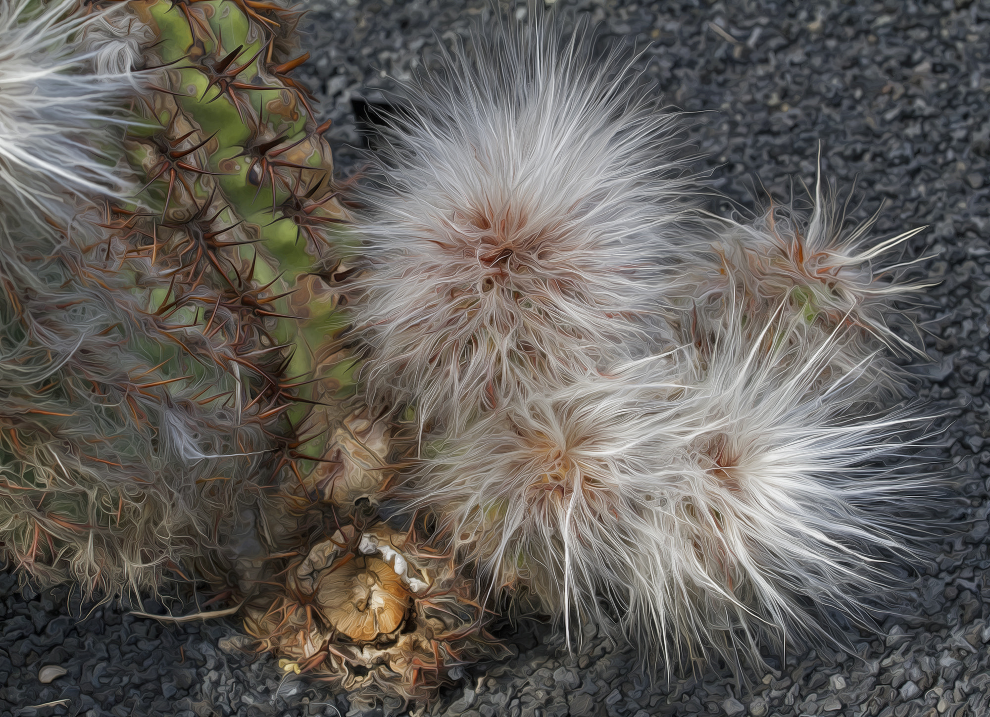 Sigma 150mm f/2.8 EX DG OS HSM APO Macro sample photo. Hairy cactus photography