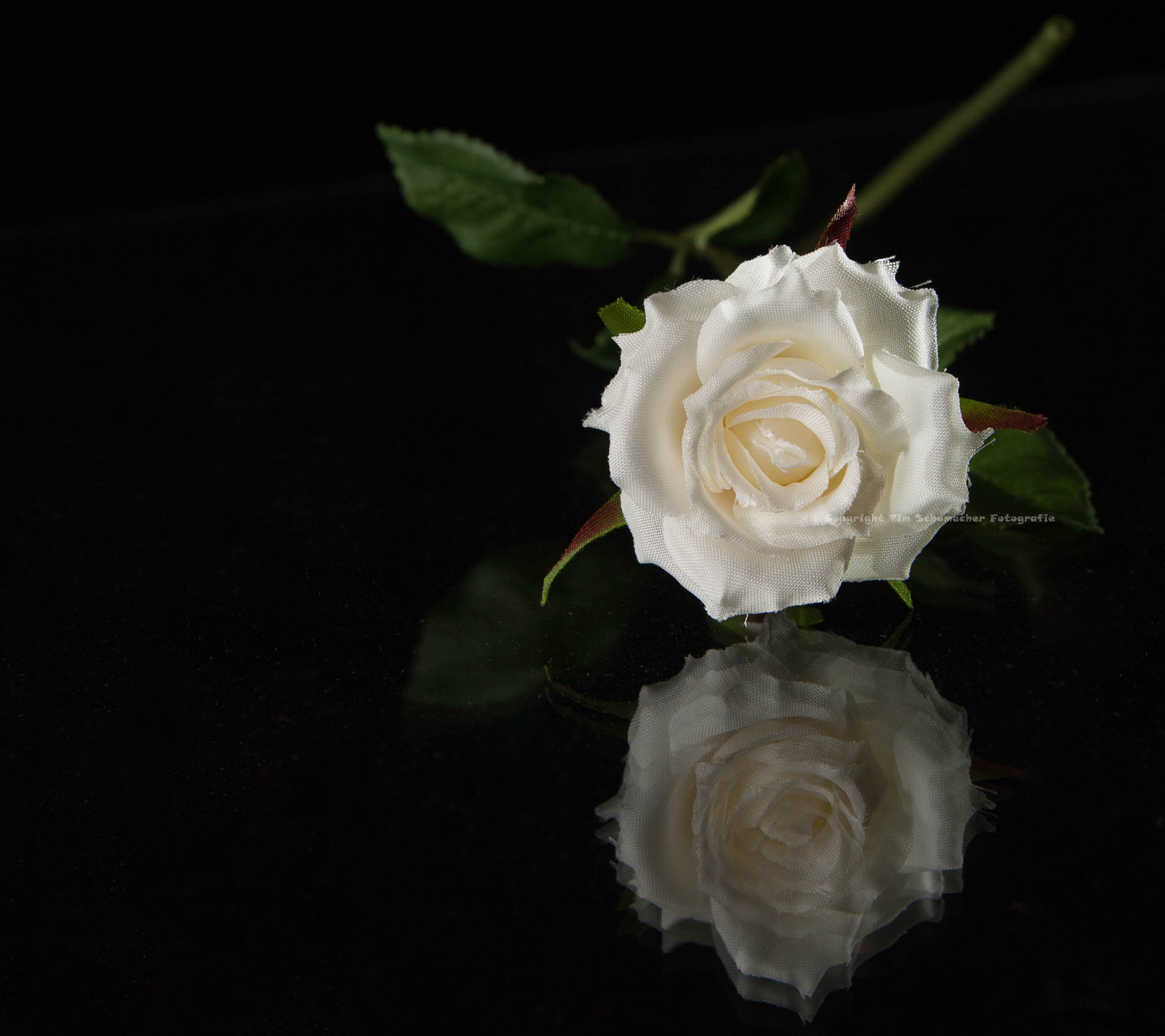 Canon EOS 50D sample photo. Mg photography