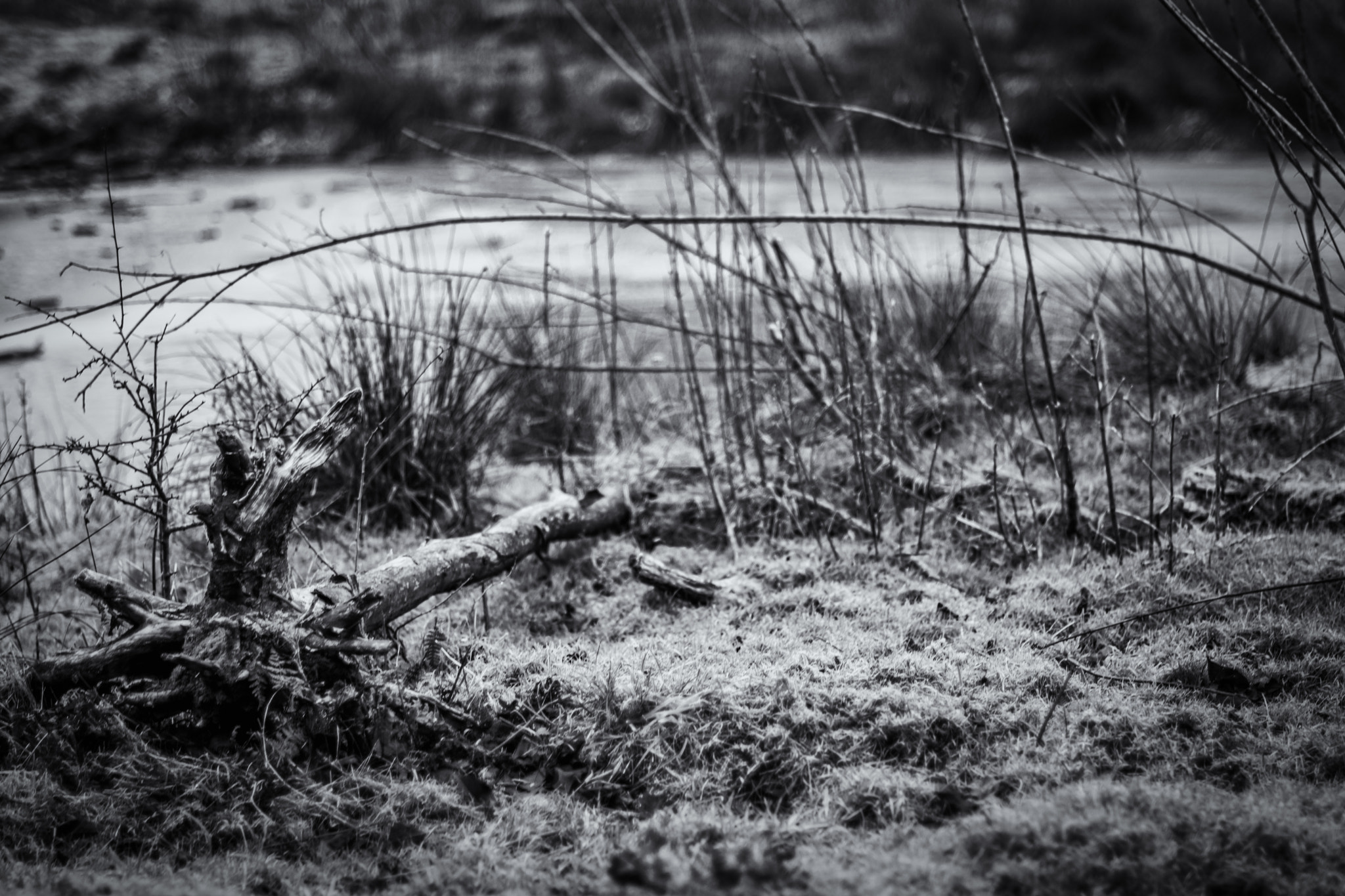 Nikon D7200 + Nikon AF-S Nikkor 50mm F1.4G sample photo. Fallen tree photography