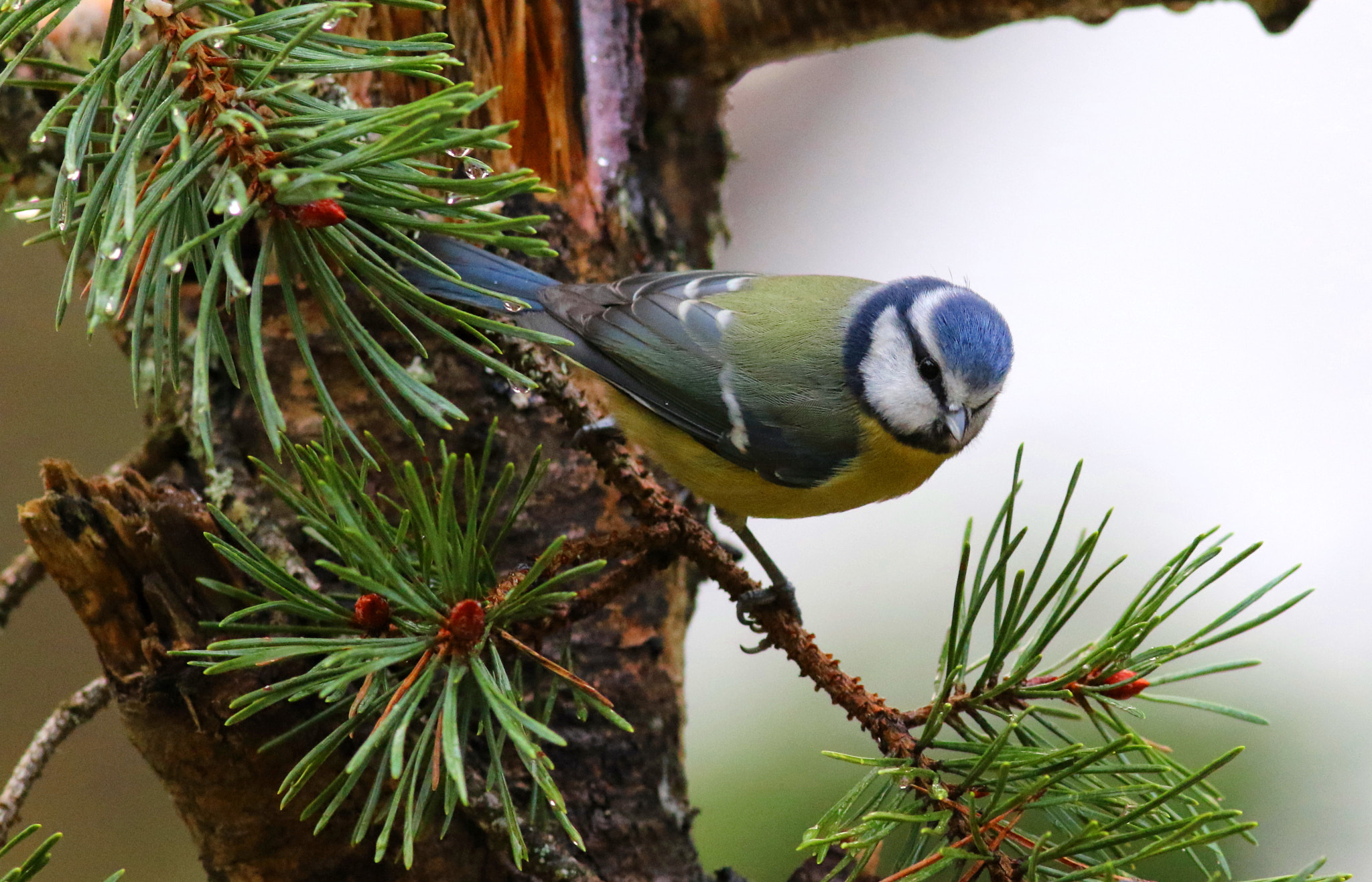 Canon EF 300mm F4L IS USM sample photo. Blue tit photography