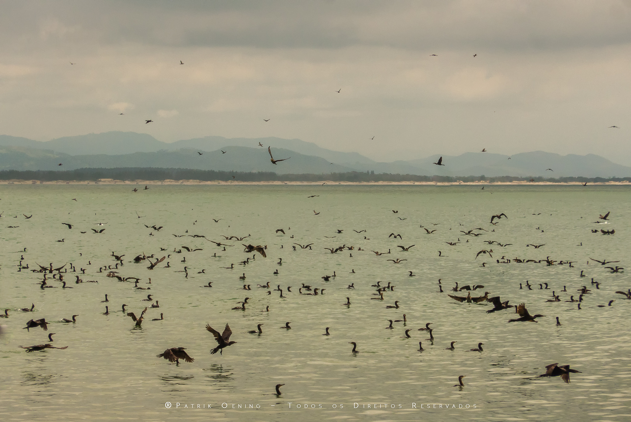 Leica C (Typ 112) sample photo. Birds fishing photography