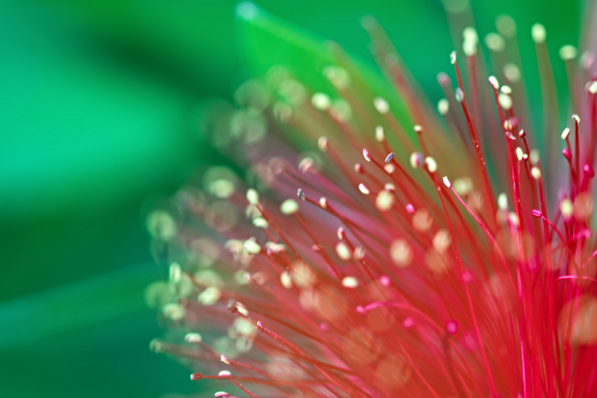 Sigma 105mm F2.8 EX DG OS HSM sample photo. Pistil photography