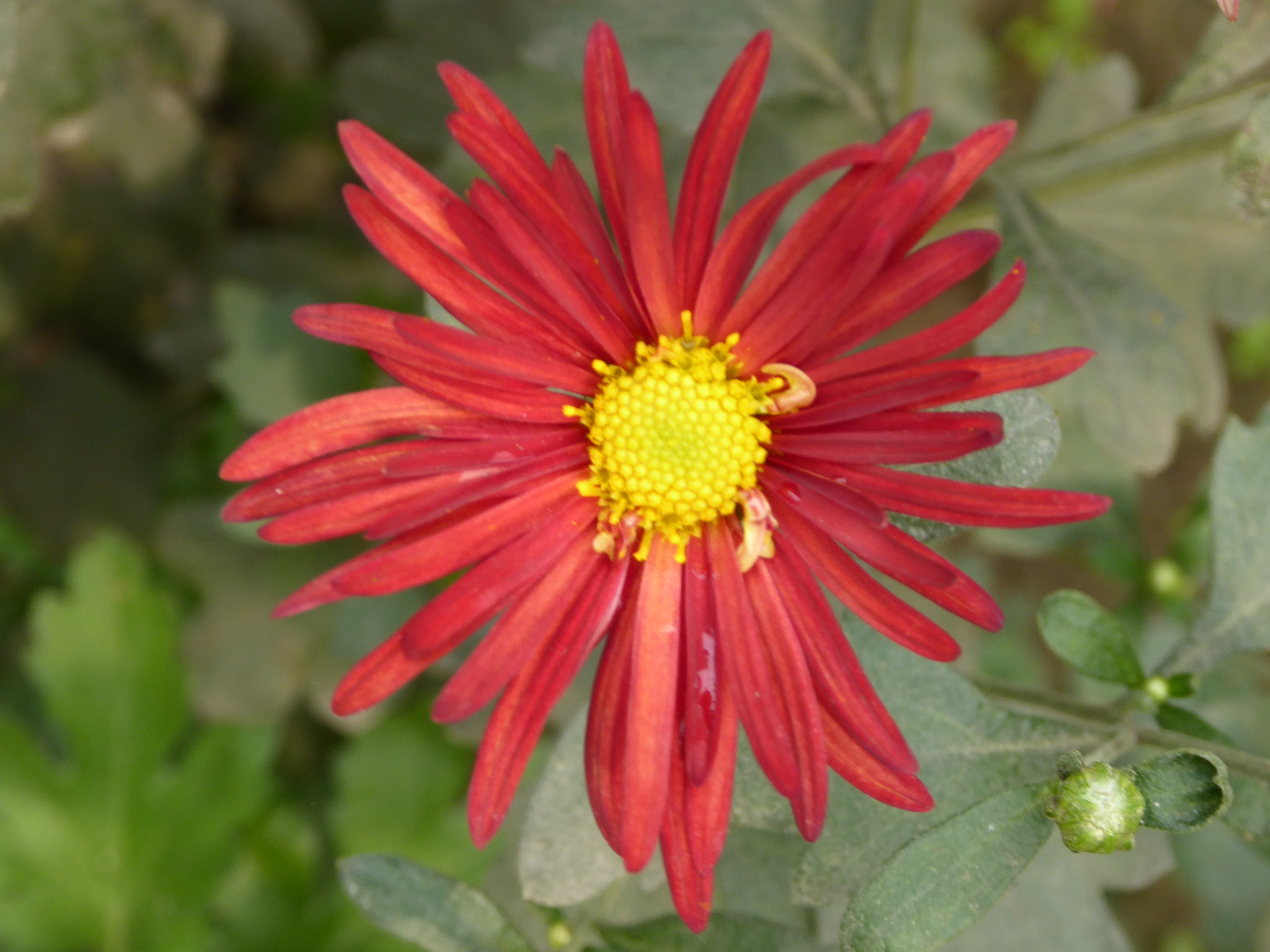 Panasonic Lumix DMC-ZS40 (Lumix DMC-TZ60) sample photo. Flowers photography