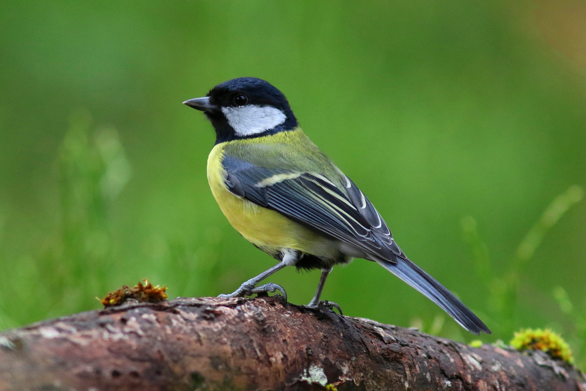 Canon EF 300mm F4L IS USM sample photo. Great tit photography