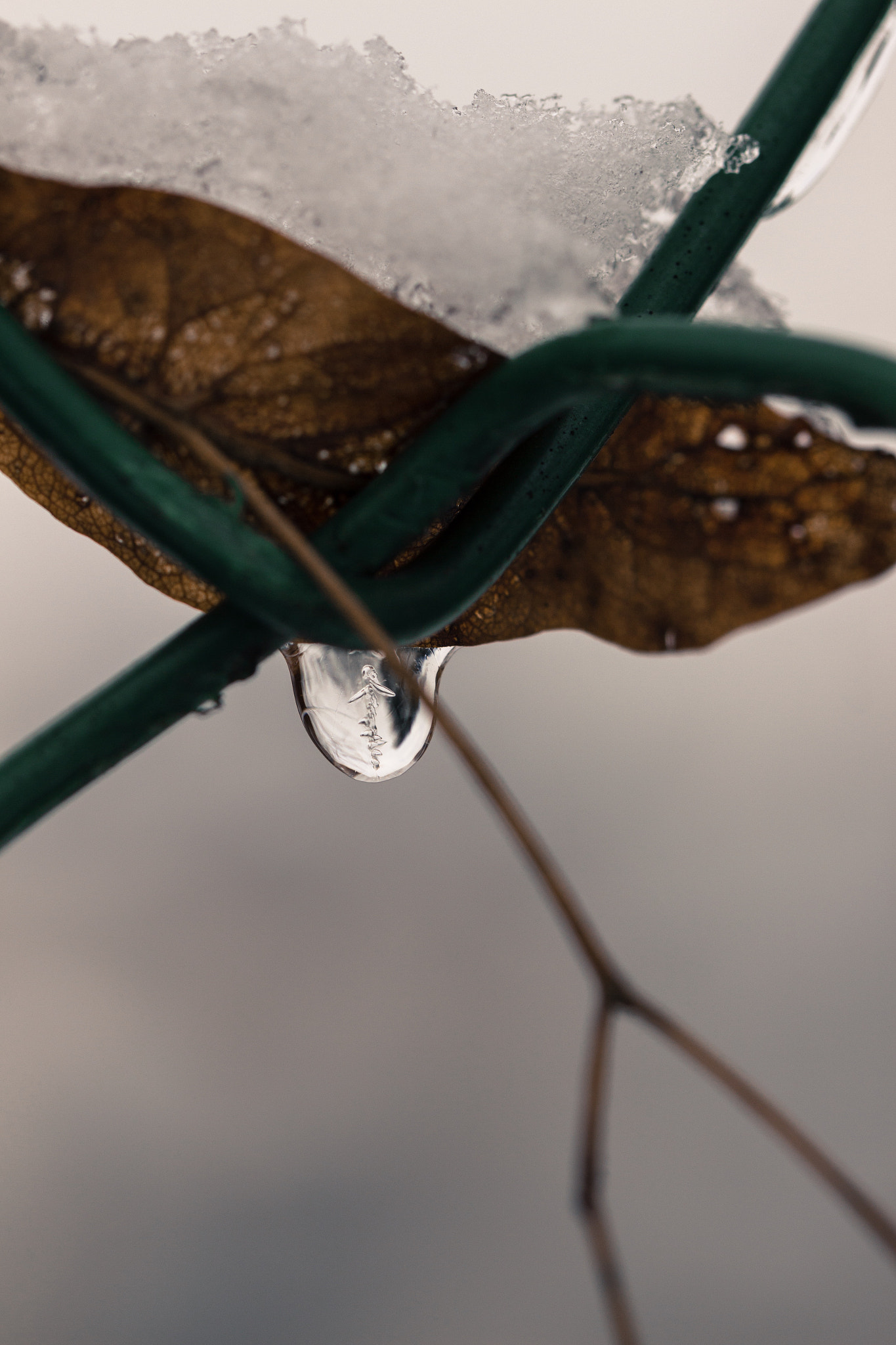 Canon EF 100mm F2.8L Macro IS USM sample photo. Icy lucerne photography