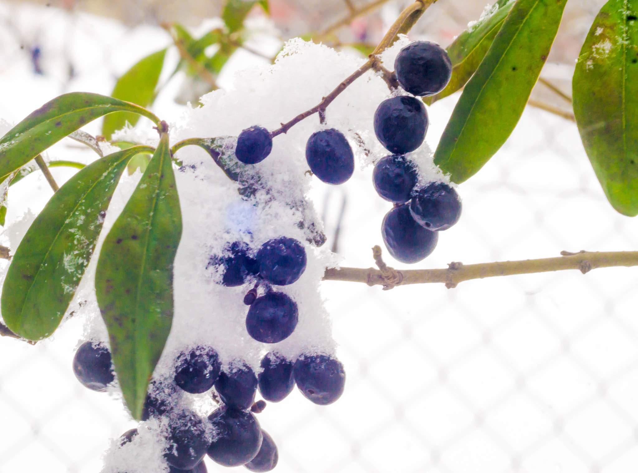 Sony a6000 + MACRO 50mm F2.8 sample photo. Endlich schnee photography