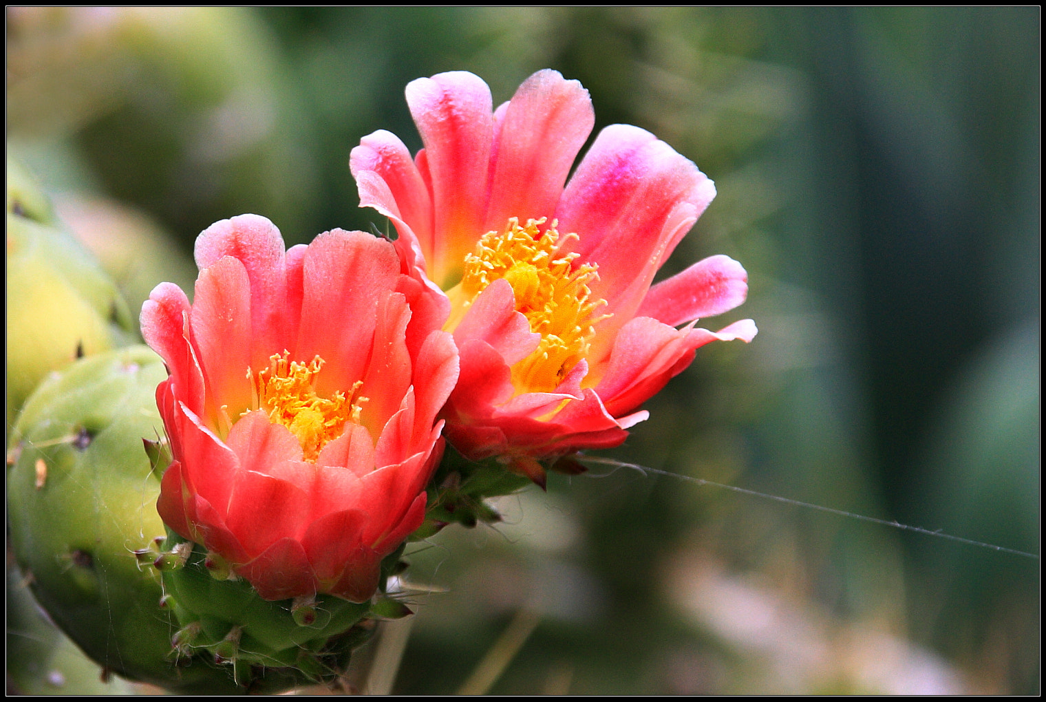 Canon EOS 450D (EOS Rebel XSi / EOS Kiss X2) + Sigma 18-125mm f/3.5-5.6 DC IF ASP sample photo. Blooming cactus photography